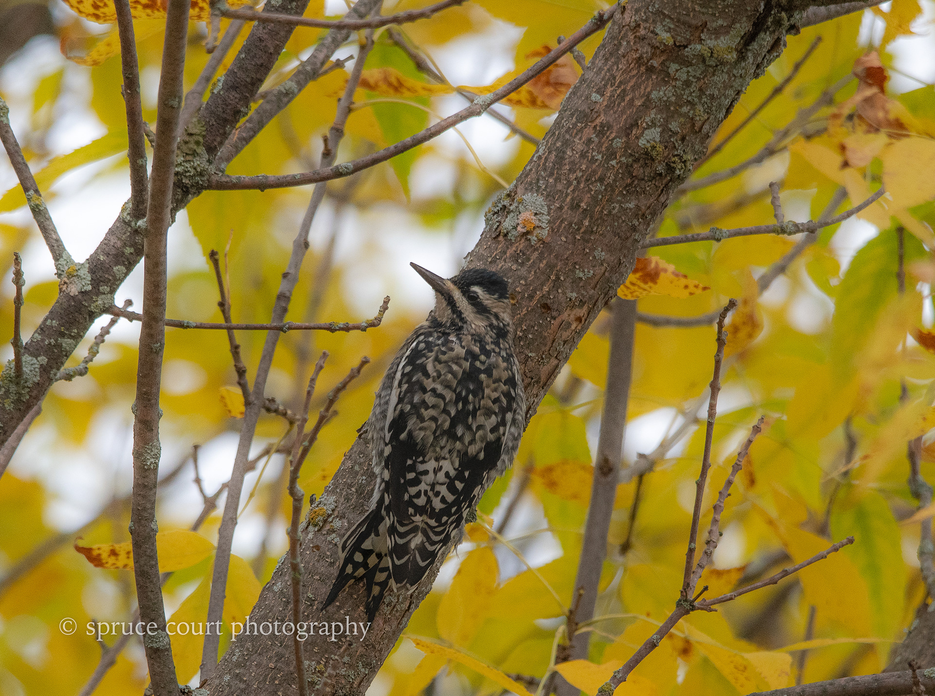 Black-backed Woodpecker
