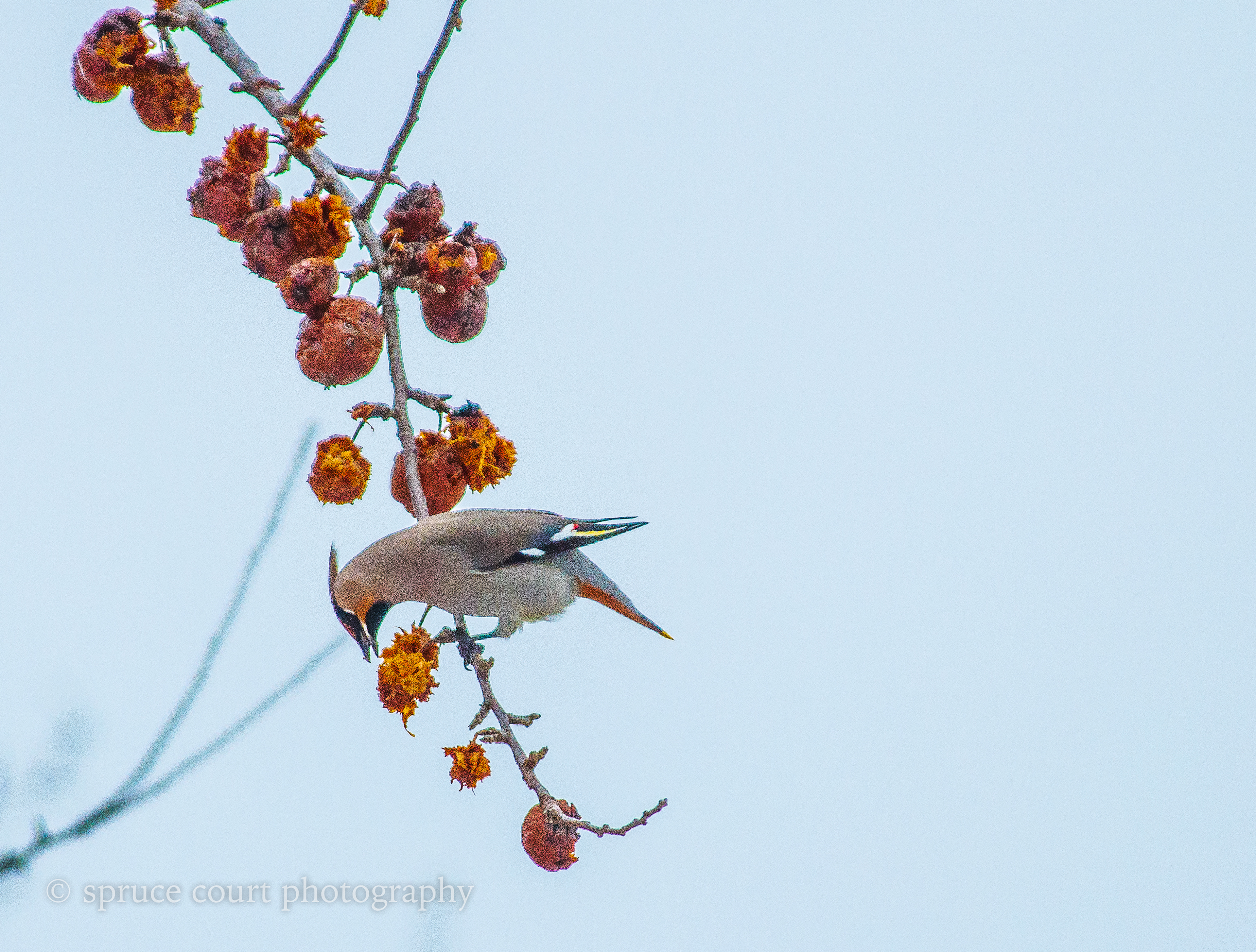 Bohemian Waxwing on Apple Tree