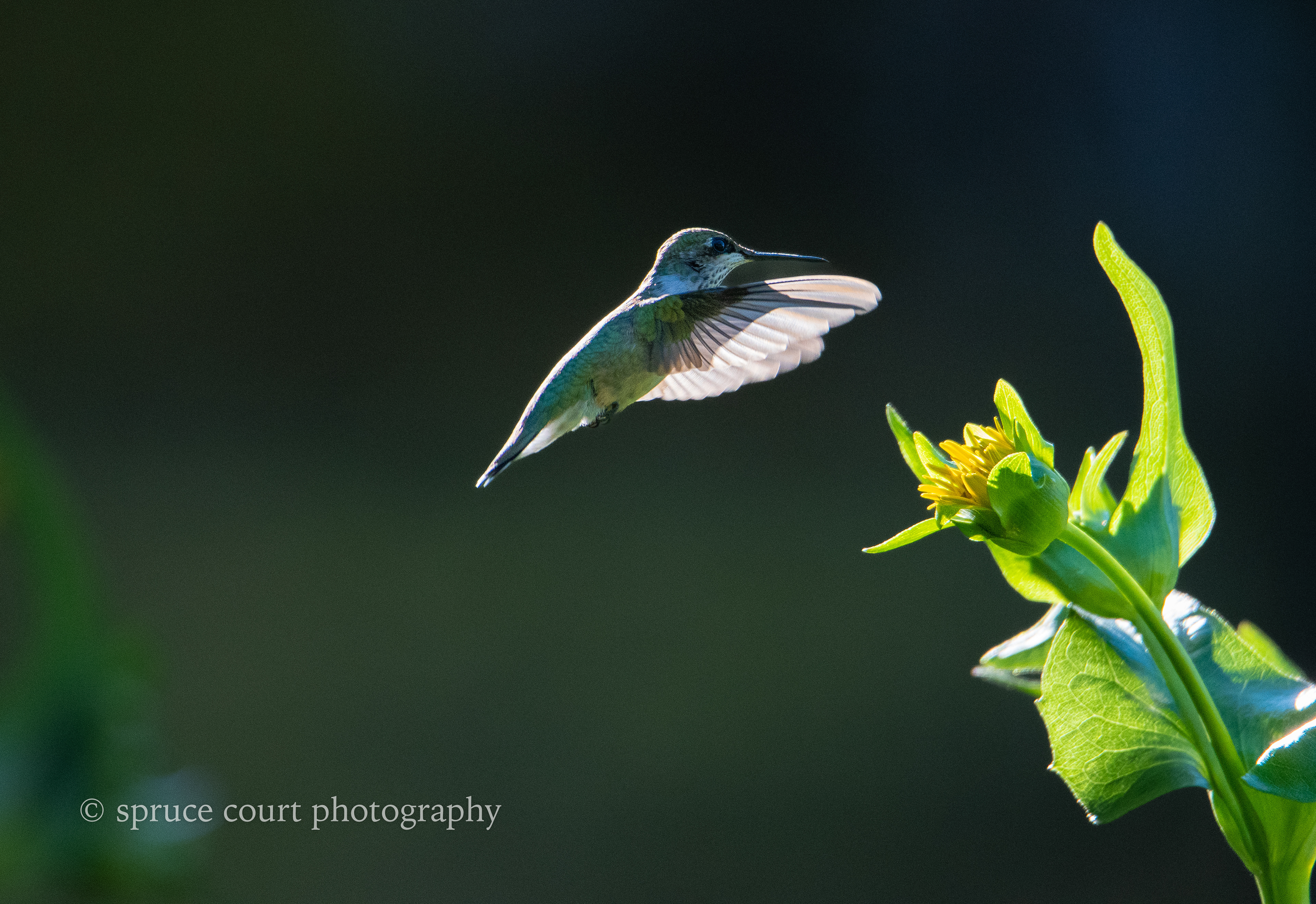 Ruby-throated Hummingbird