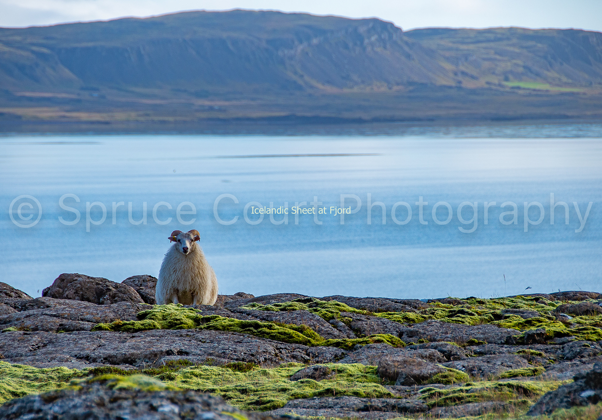 Icelandic Sheep at Fjord