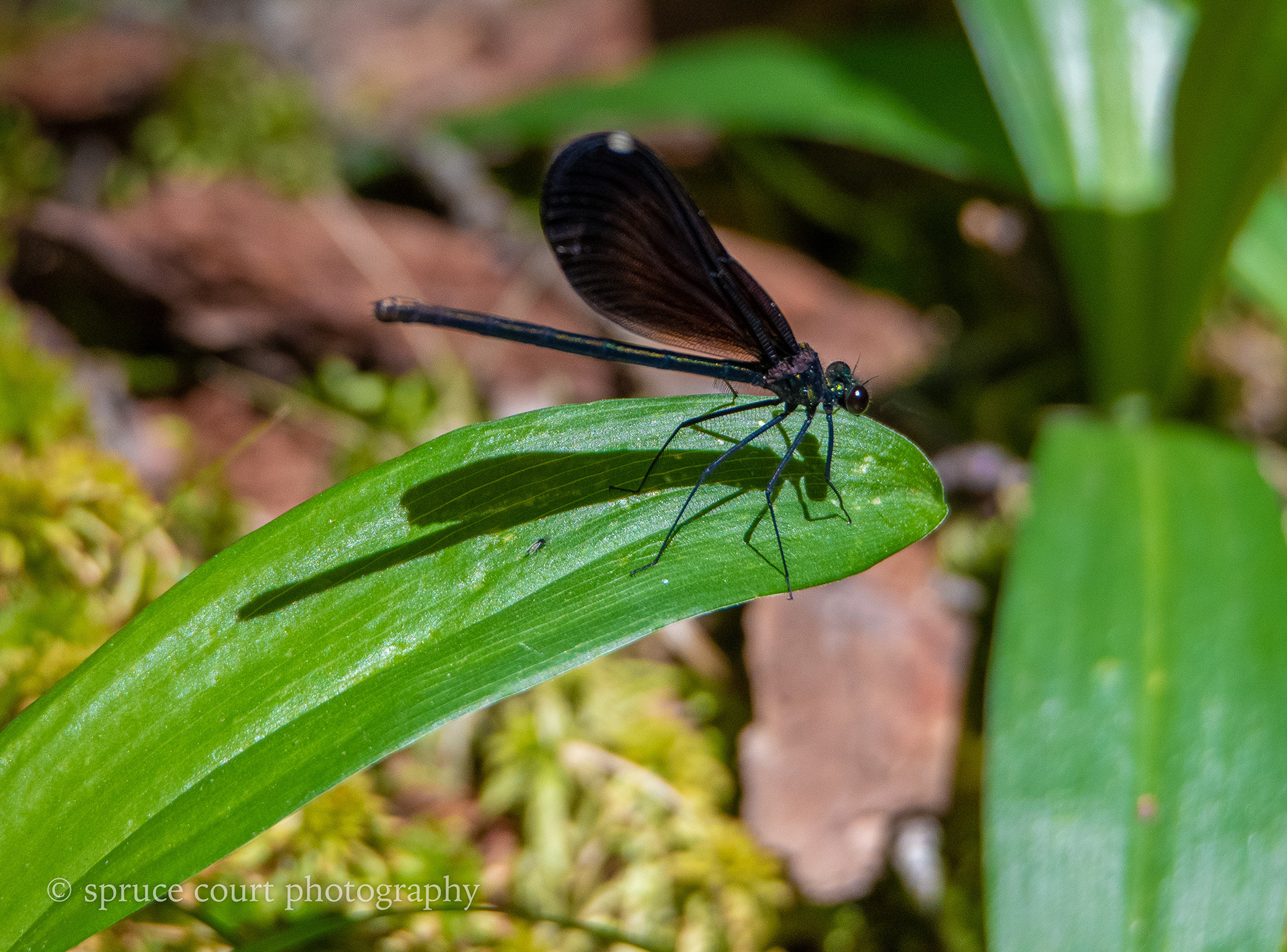 Ebony Jewelwing Damselfly
