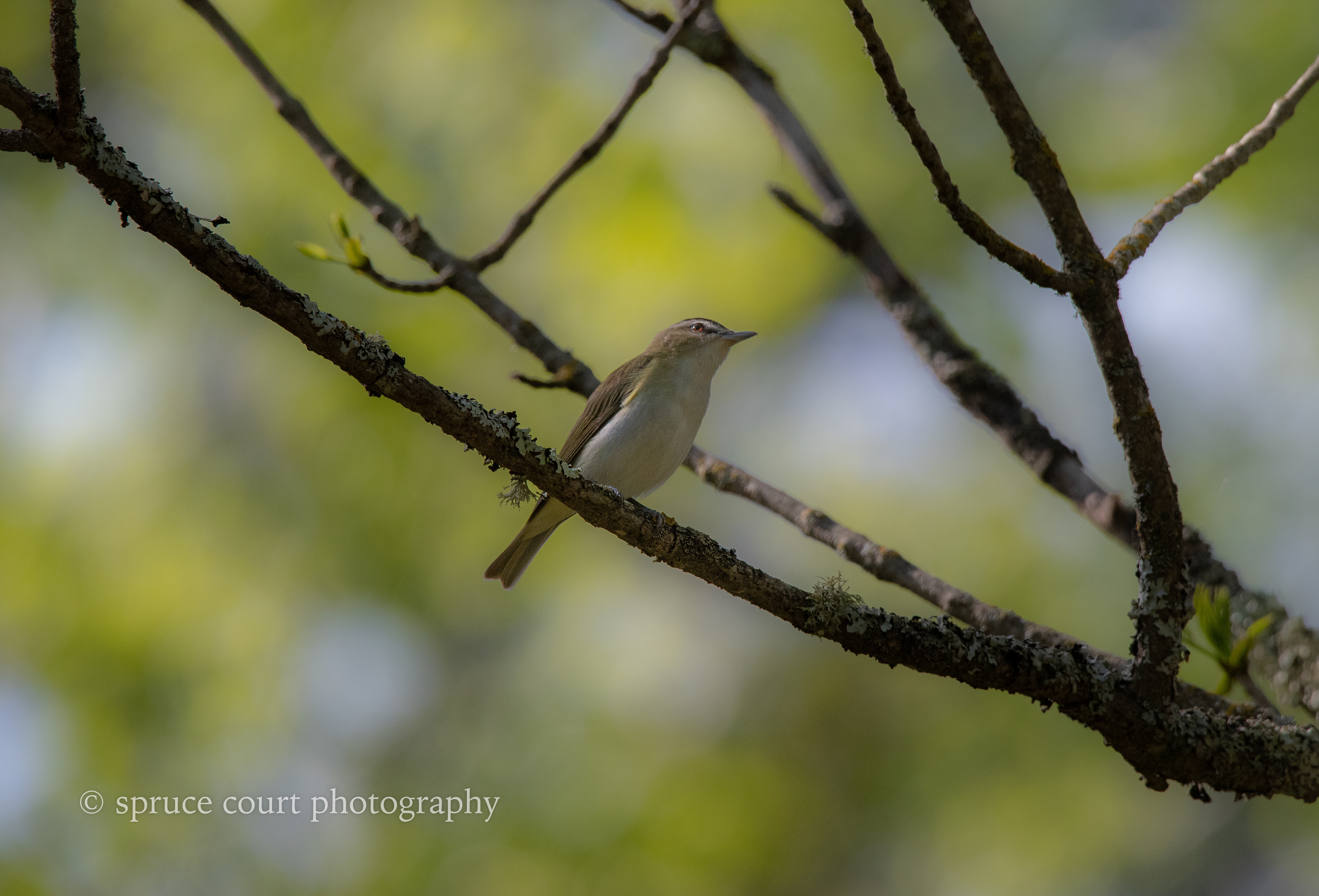 Red-eyed Vireo
