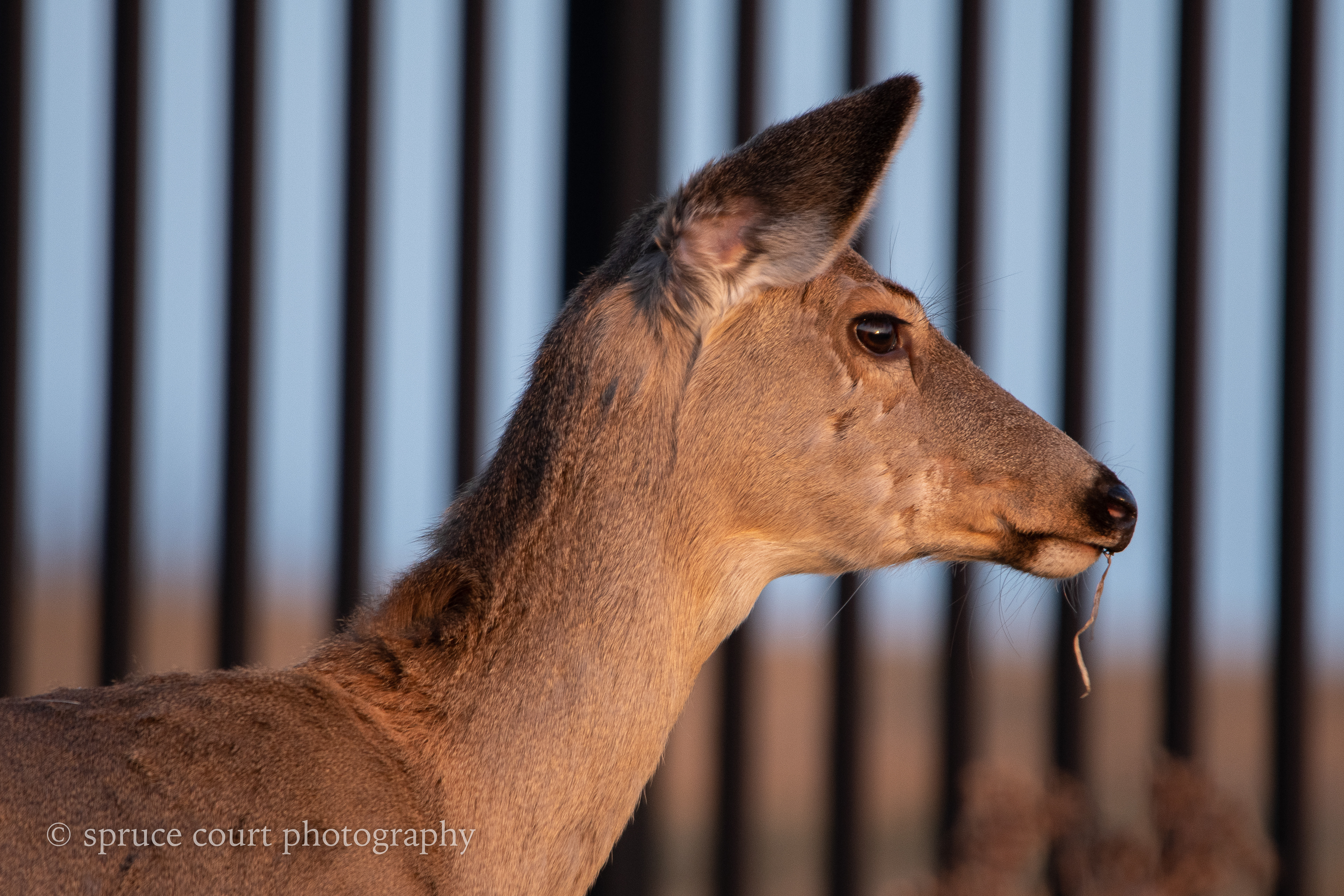 Deer Against the Fence