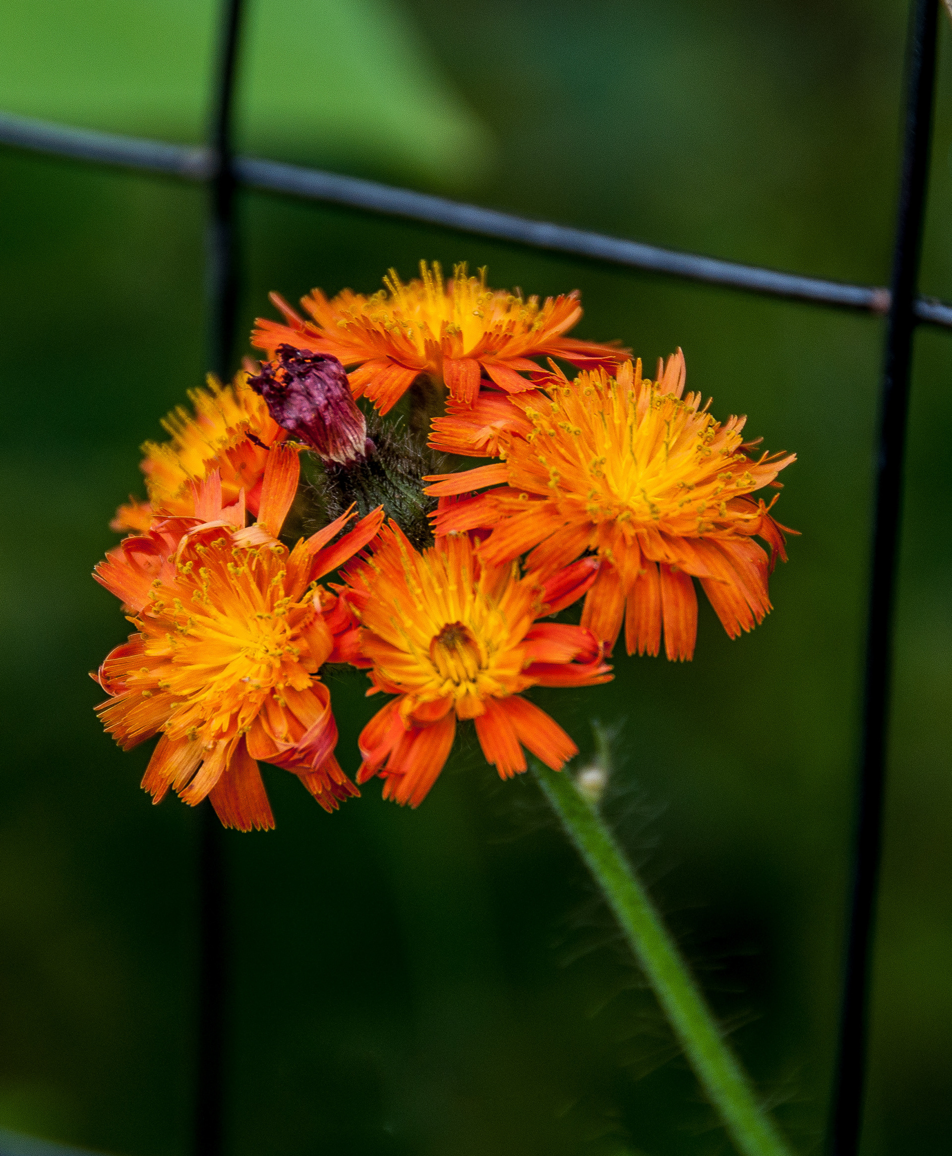 Orange Hawkweed along the Fenceline