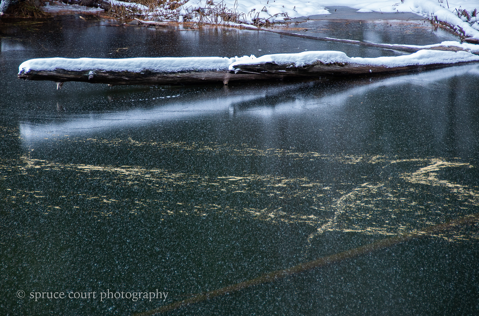 Frozen Log