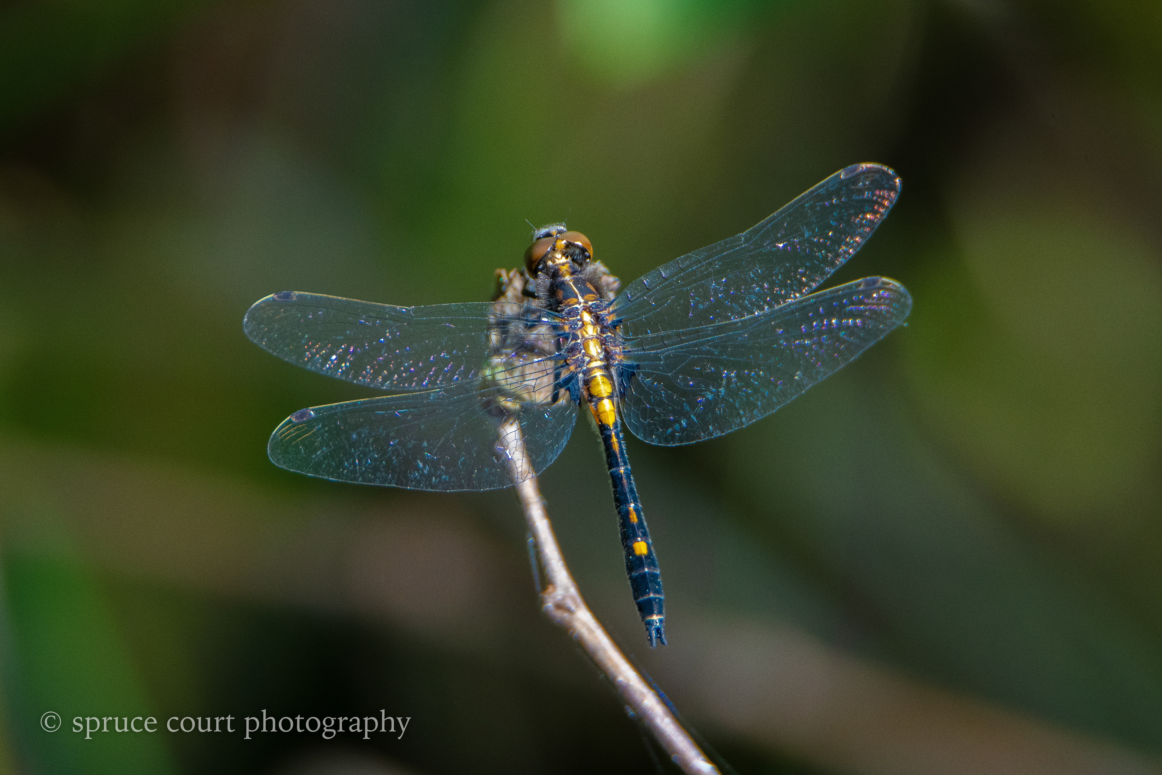 Dragonfly, Unidentified Species 1