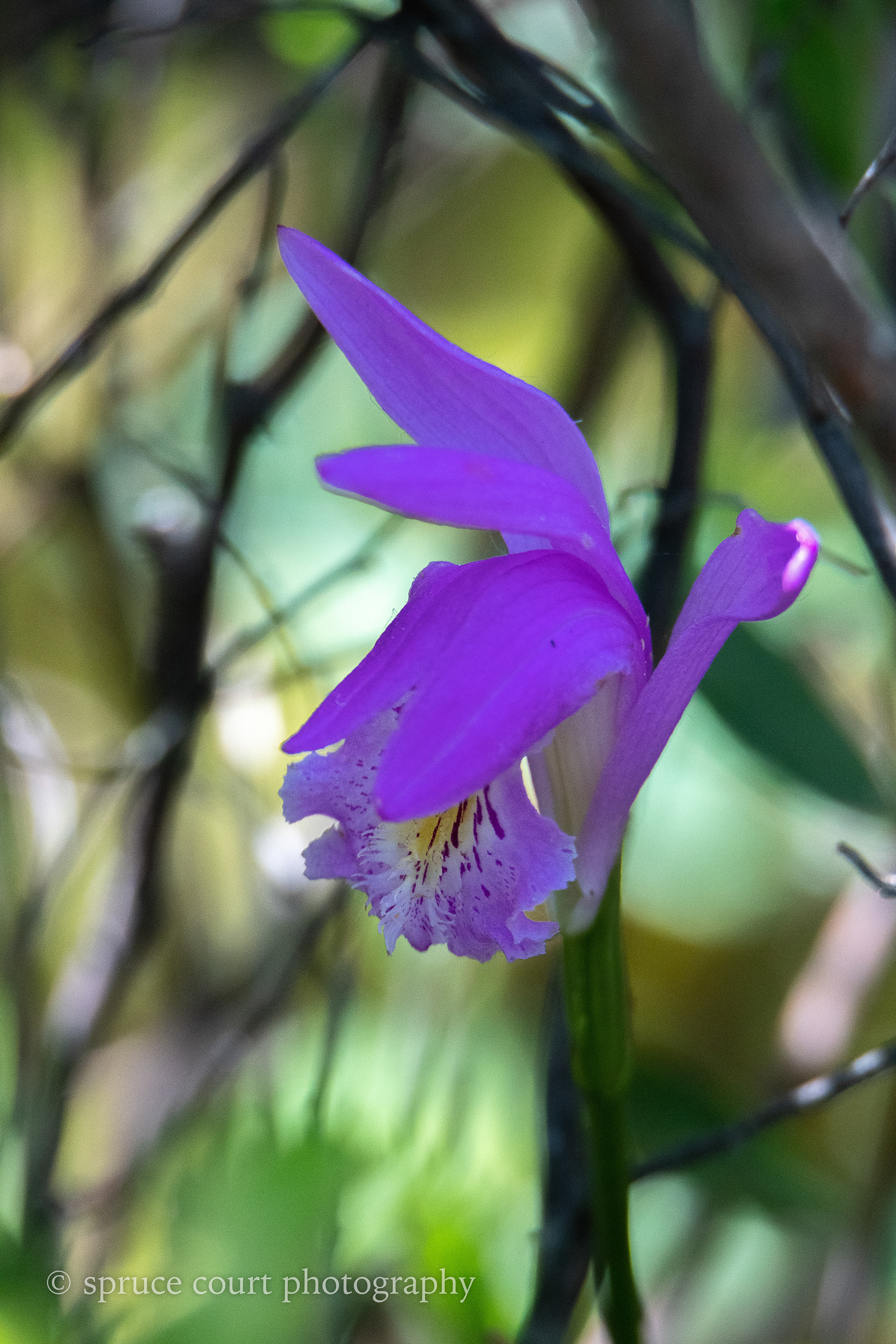 Dragon's Mouth Orchid at Ben's 2