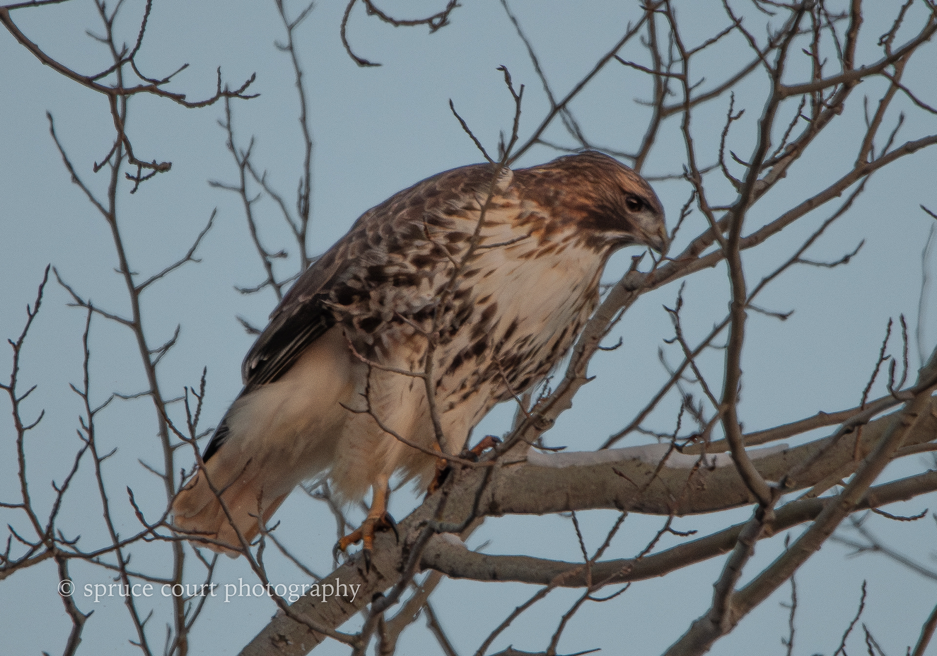 Red-tailed Hawk, juvenile