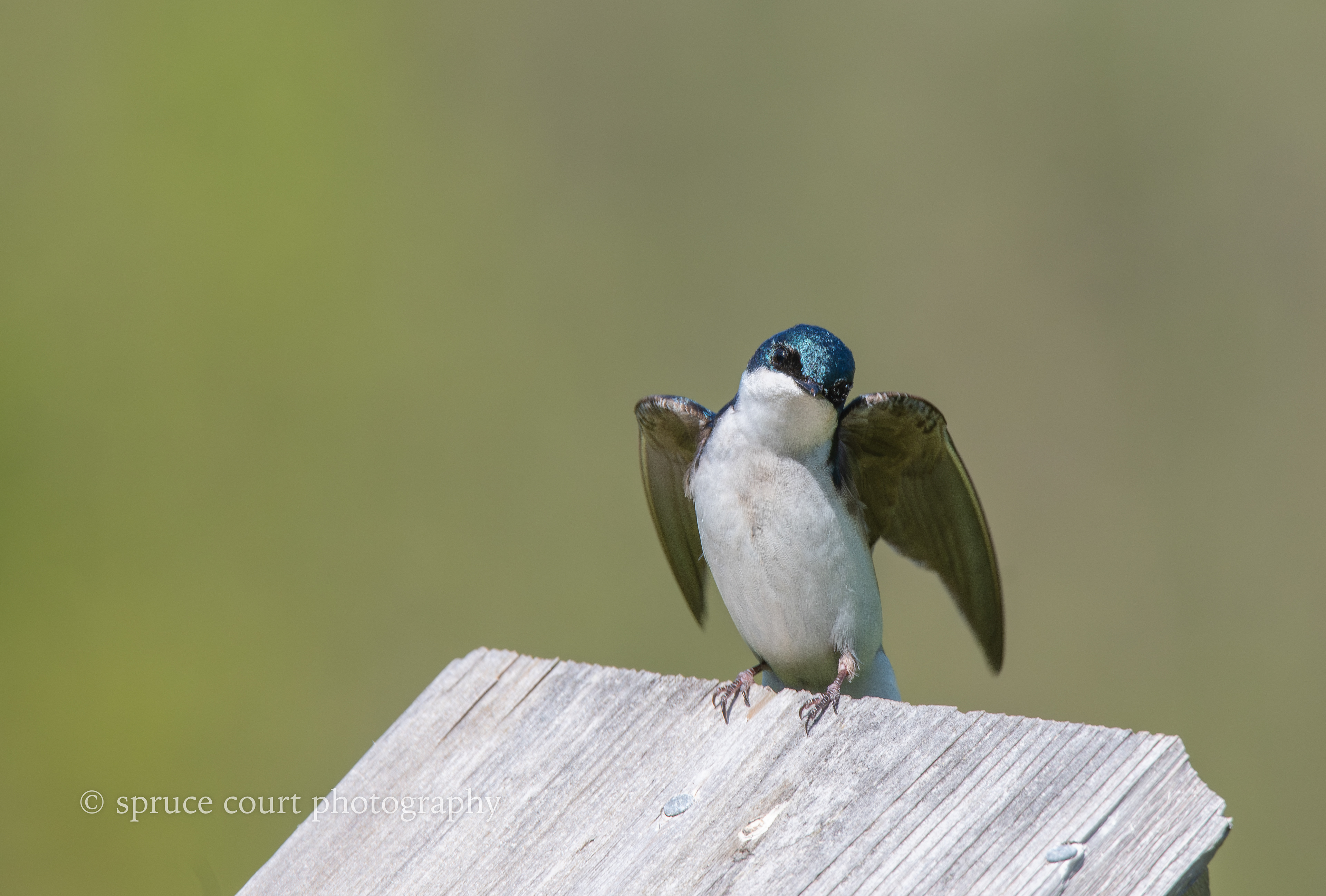 Tree Swallow