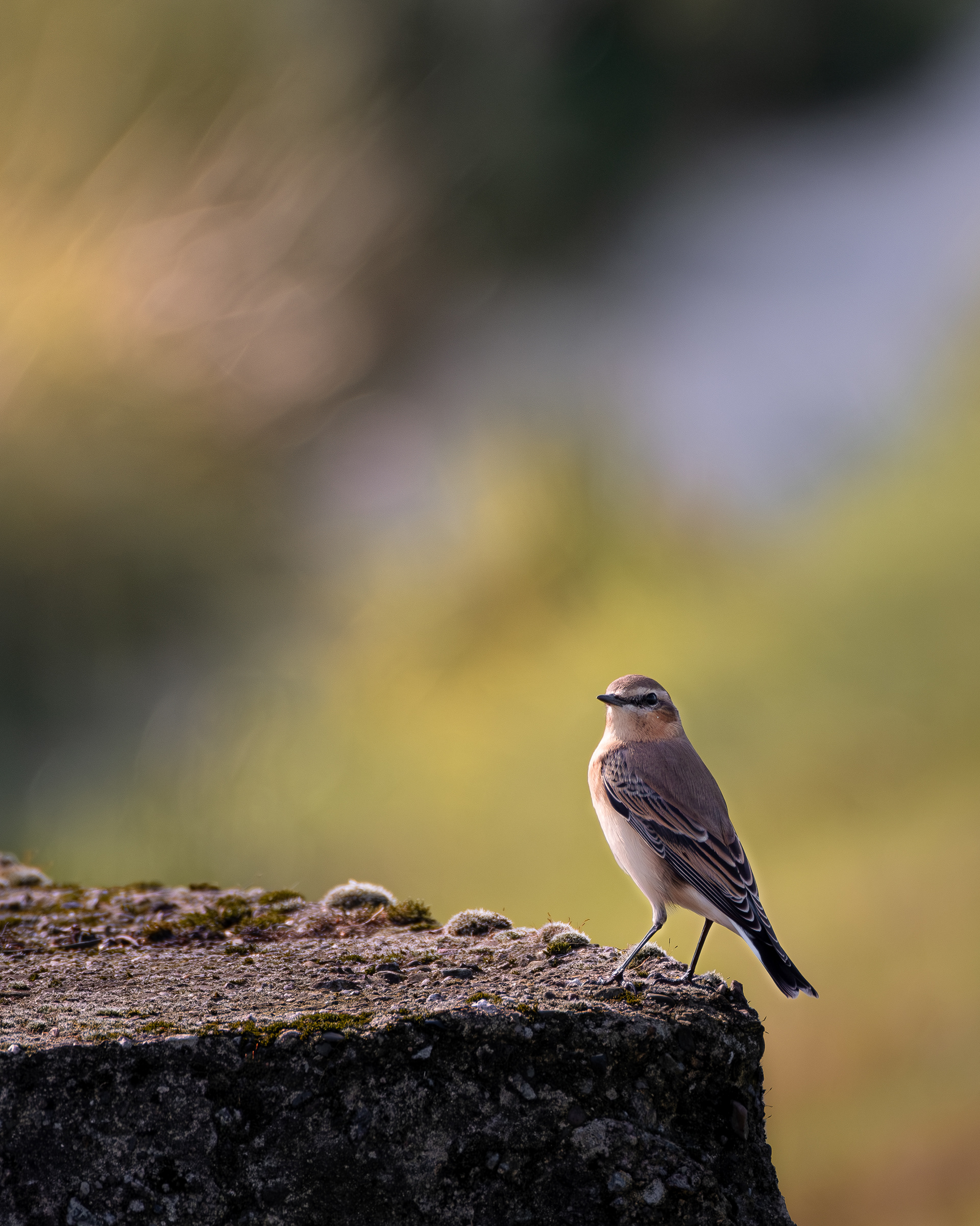 Wheatear on Stone