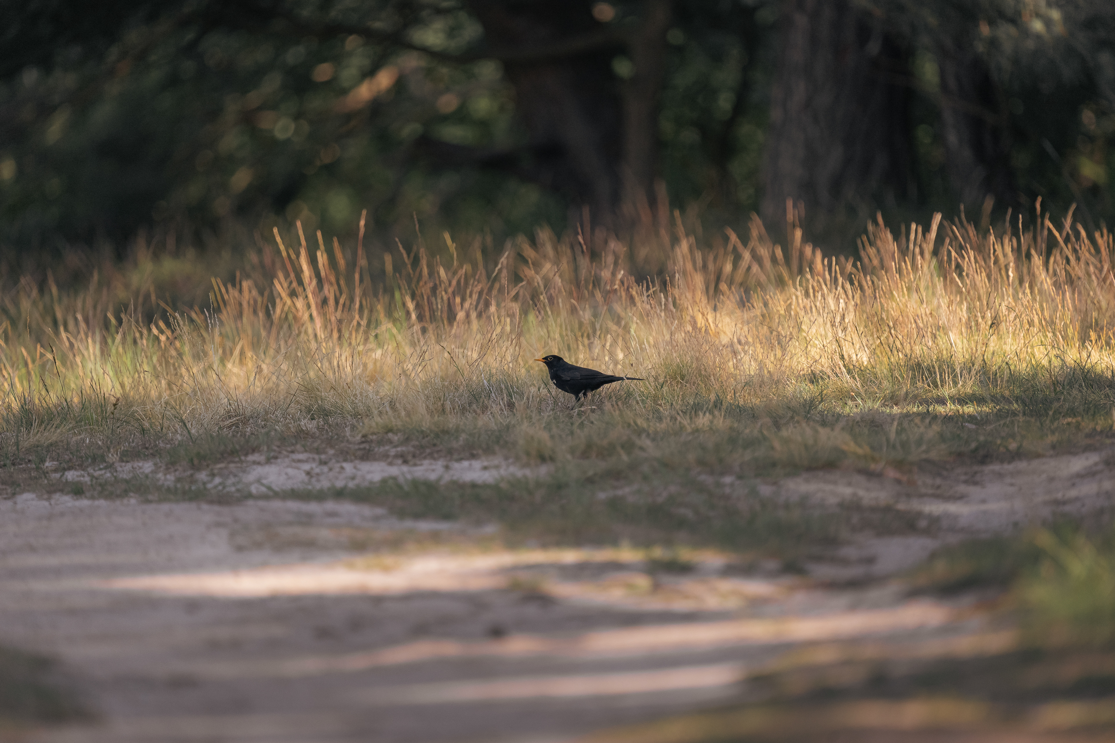 blackbird on sand