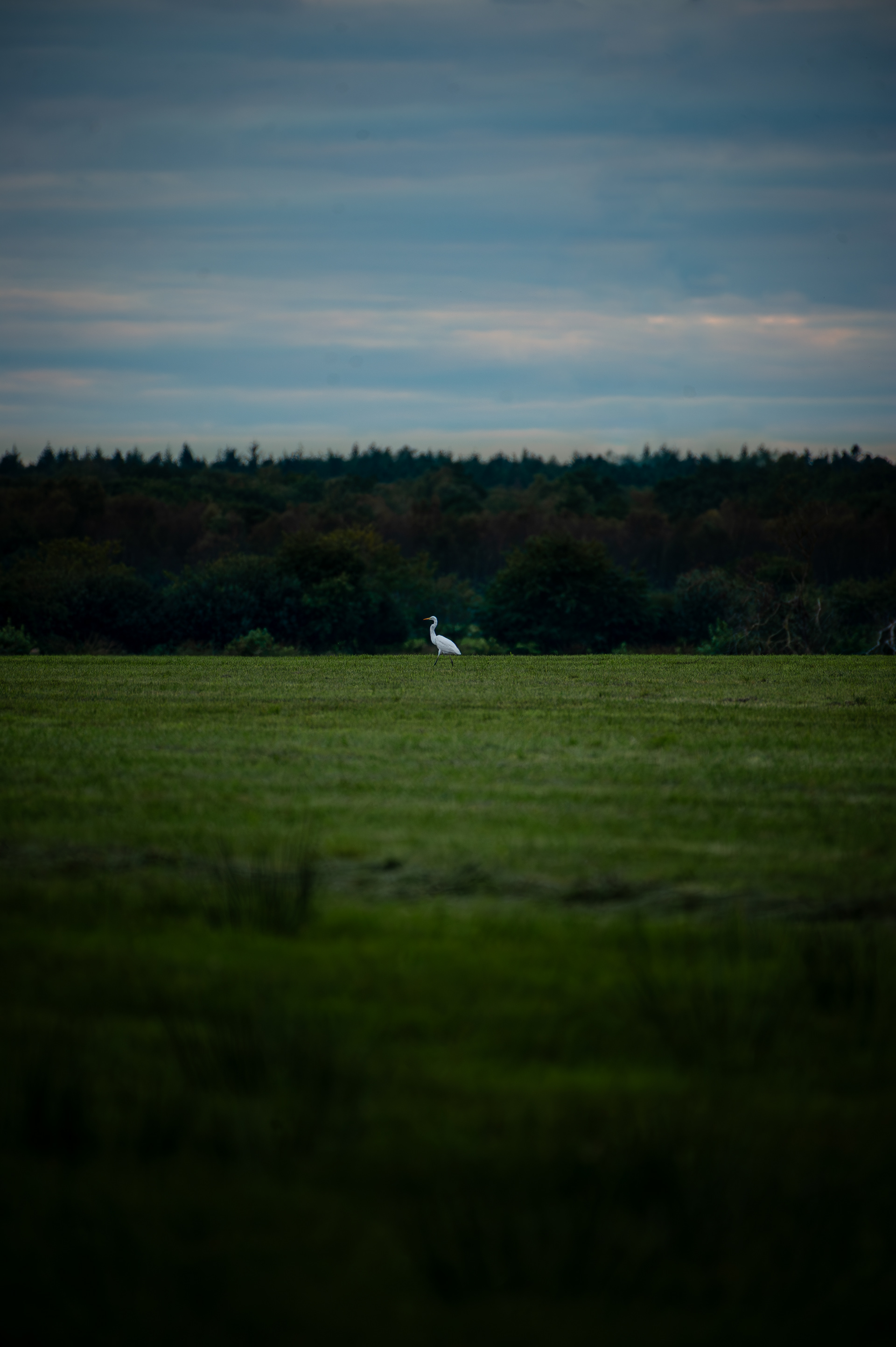  great egret at dusk