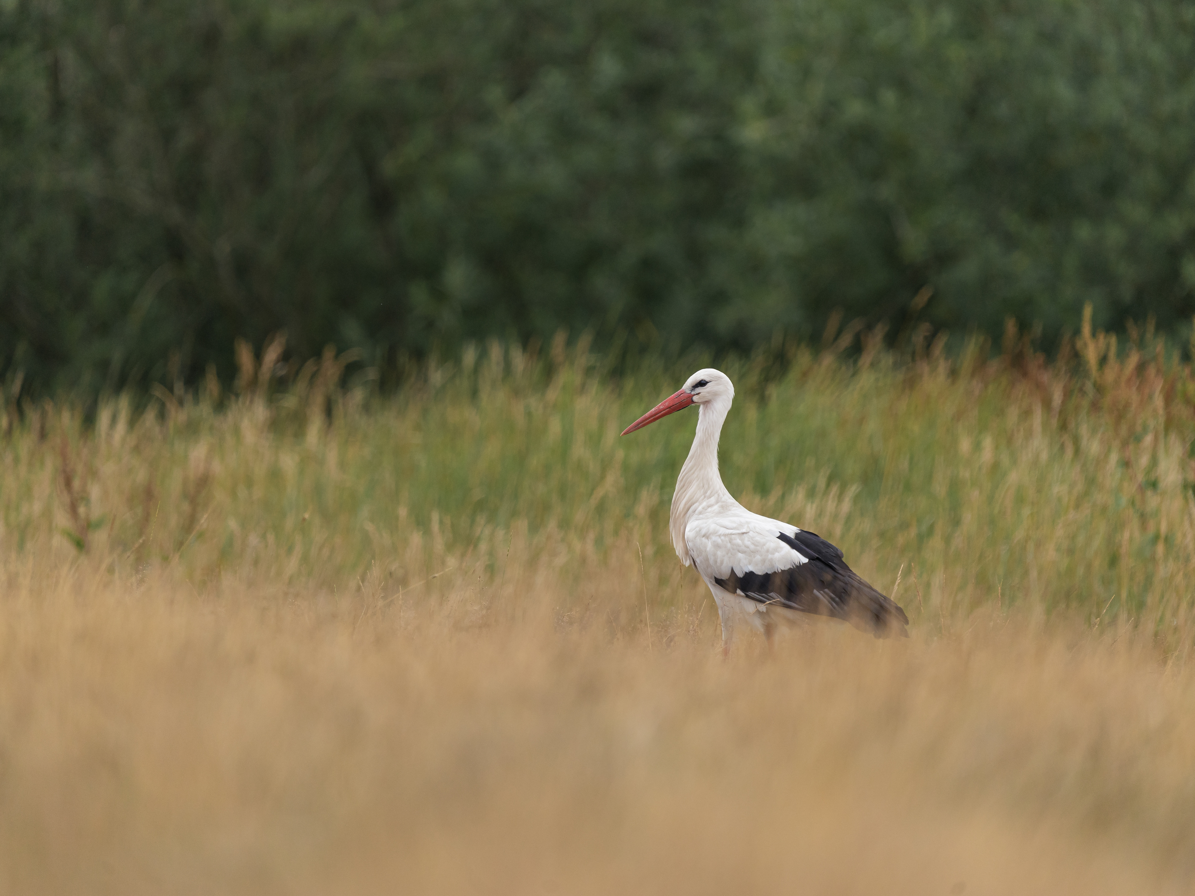 Stork foraging II