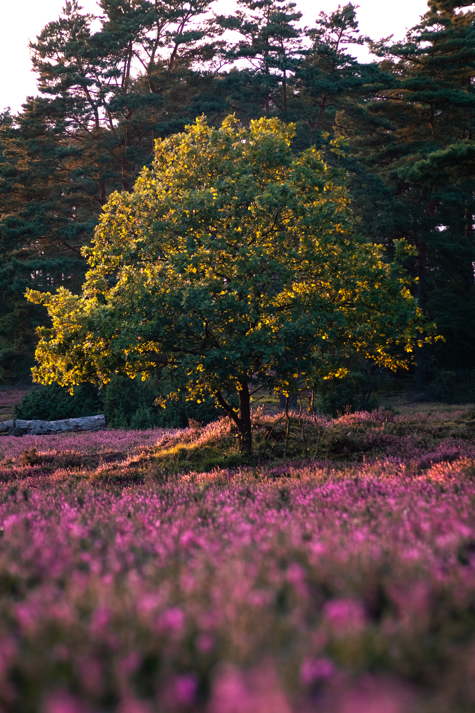 Golden Tree in Heath