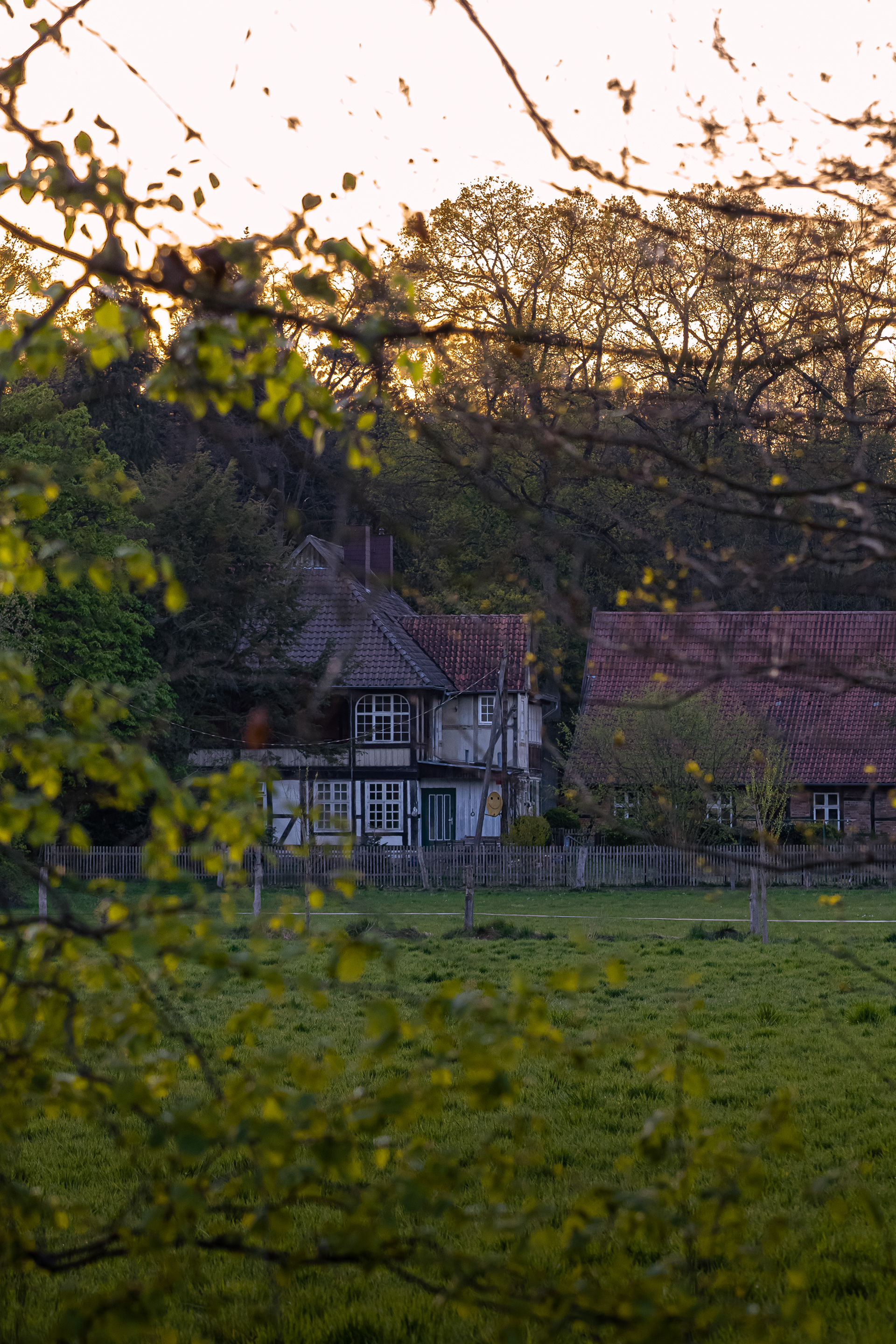 House in the Forrest