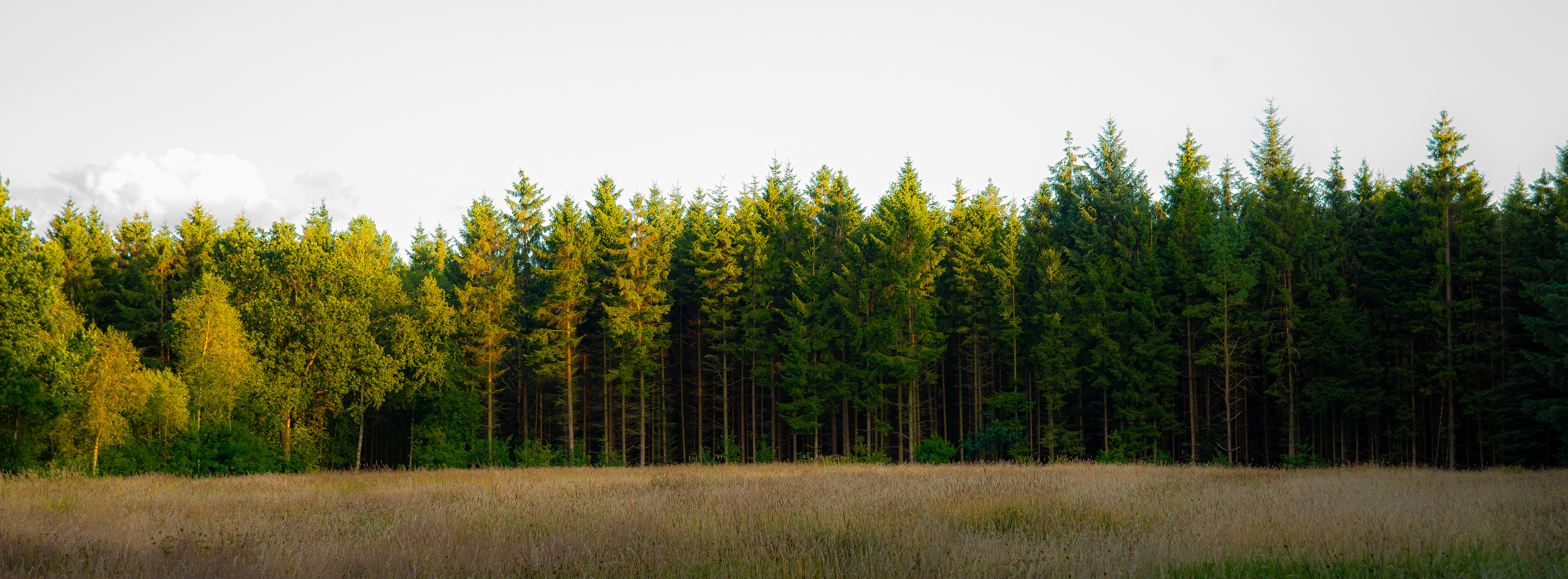sunset on a clearing