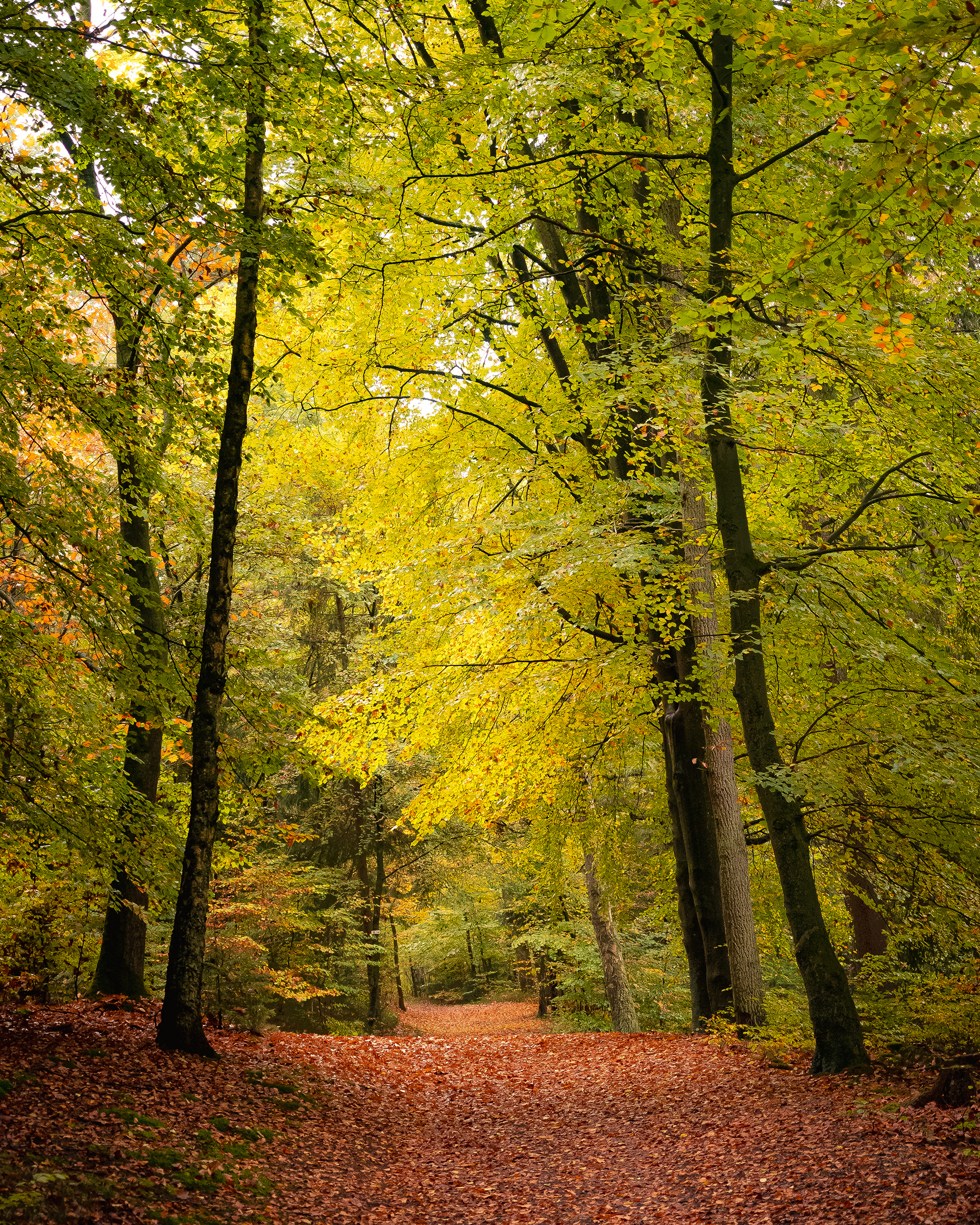 Herbstwald
