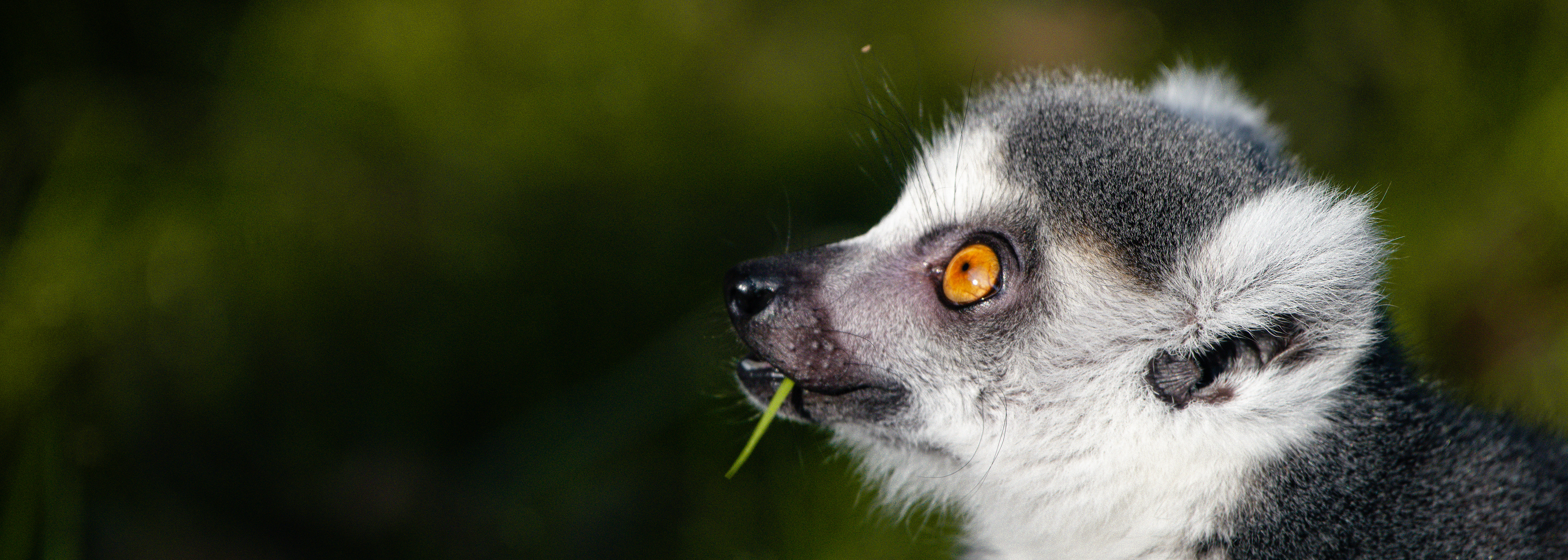 Ring-tailed Lemur amazed
