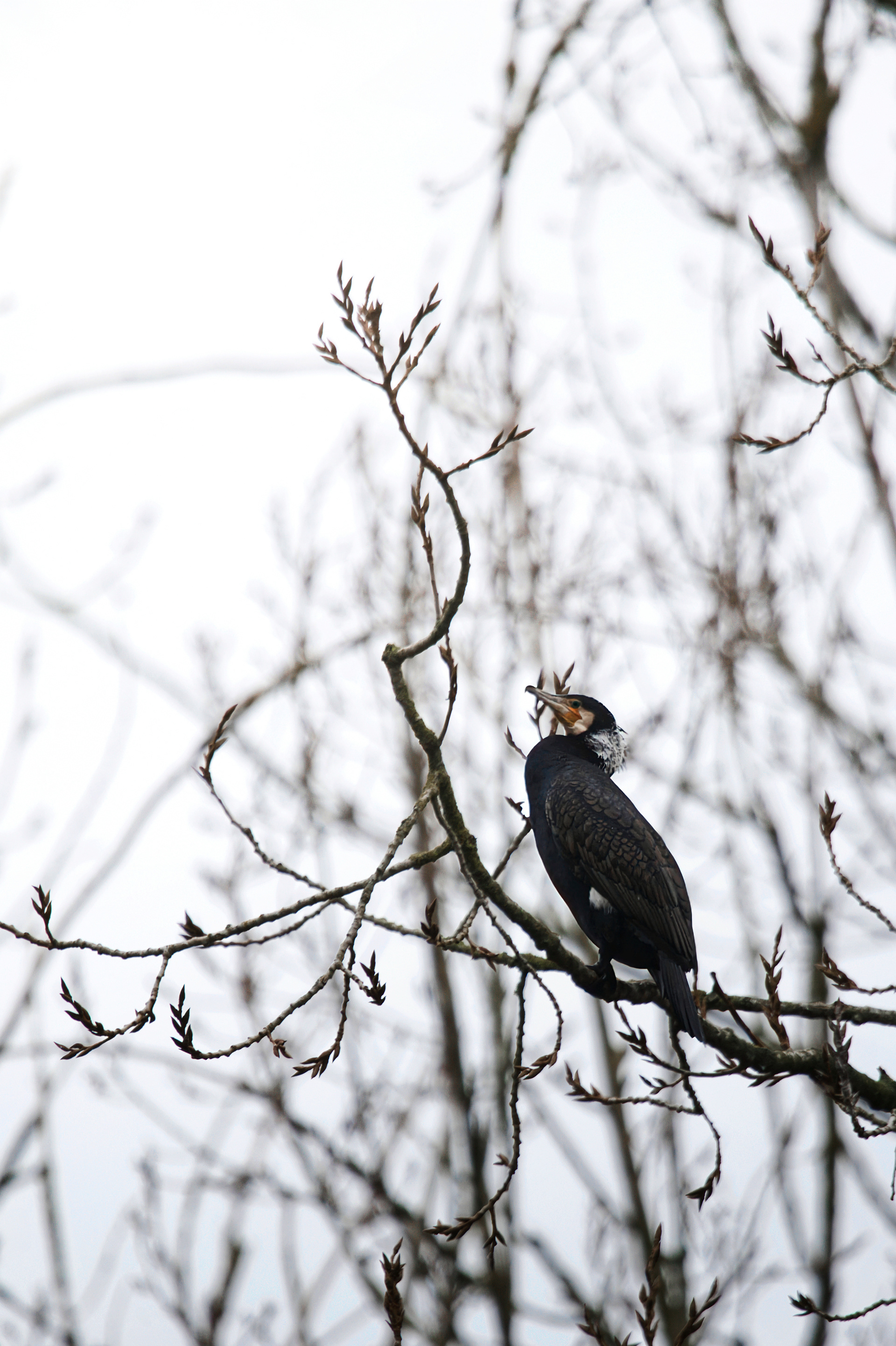 Resting cormorant 