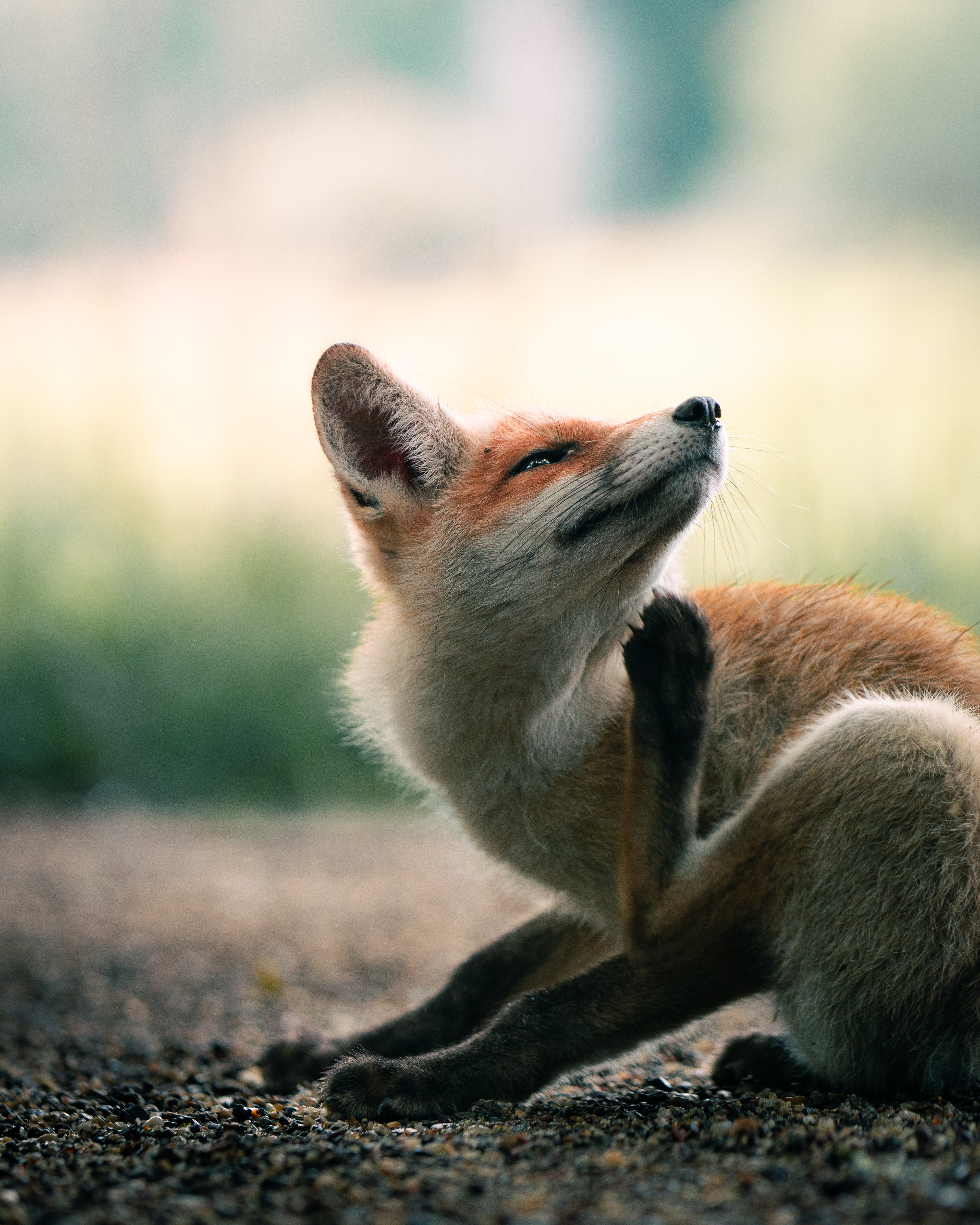 Scratching Fox