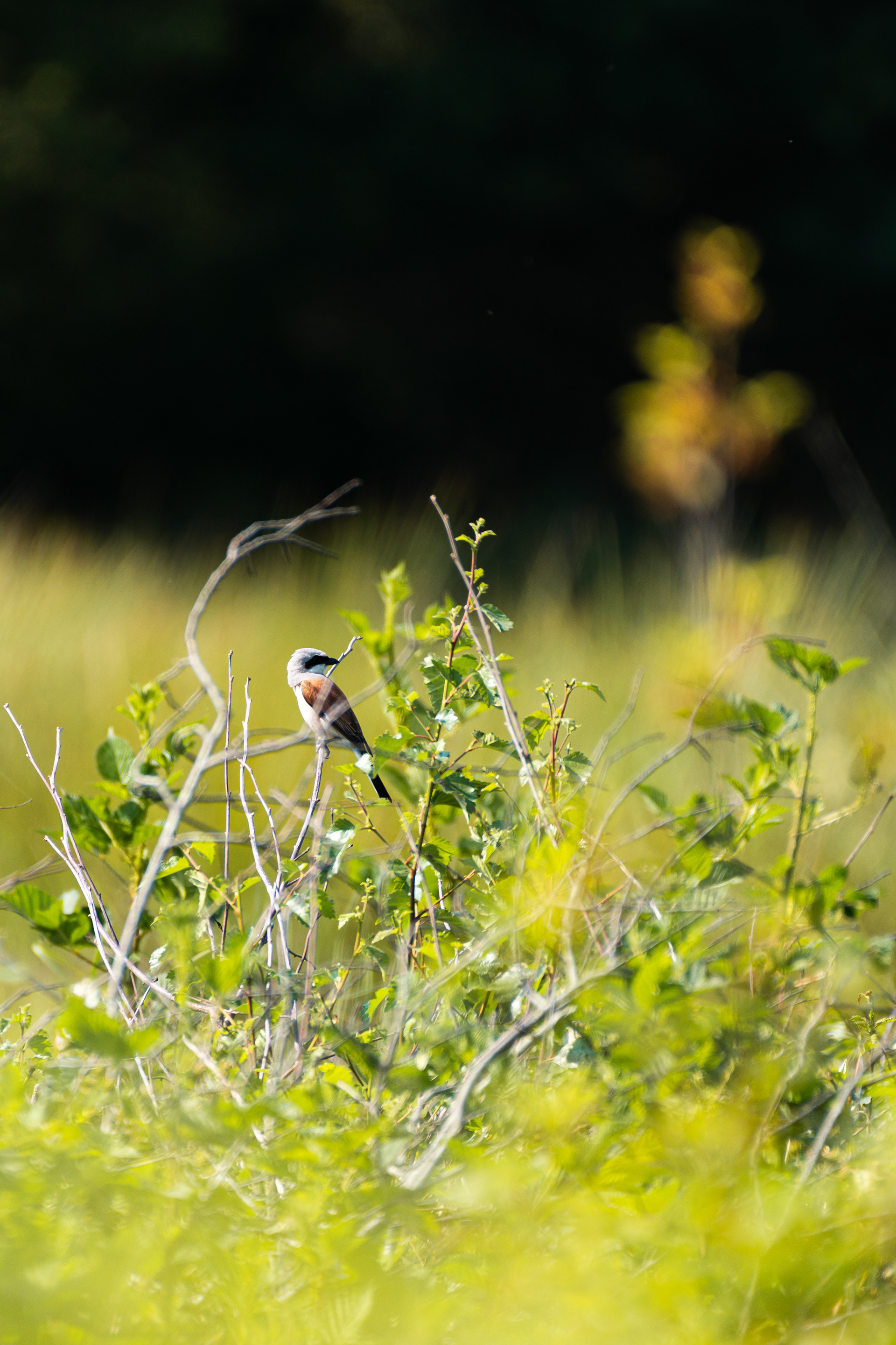 red-backed shrike hunting