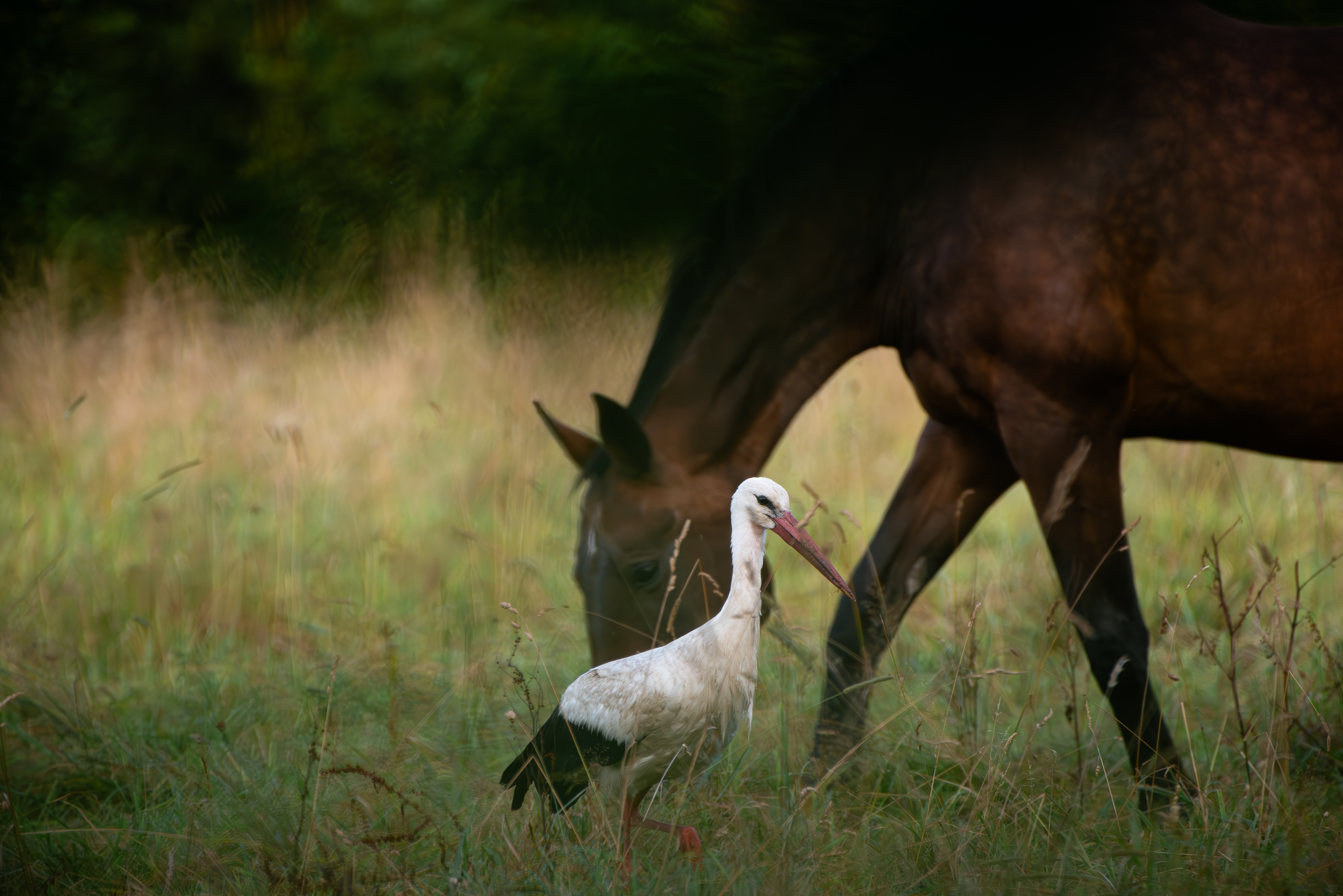 Stork, Steed and Dusk: Harmony