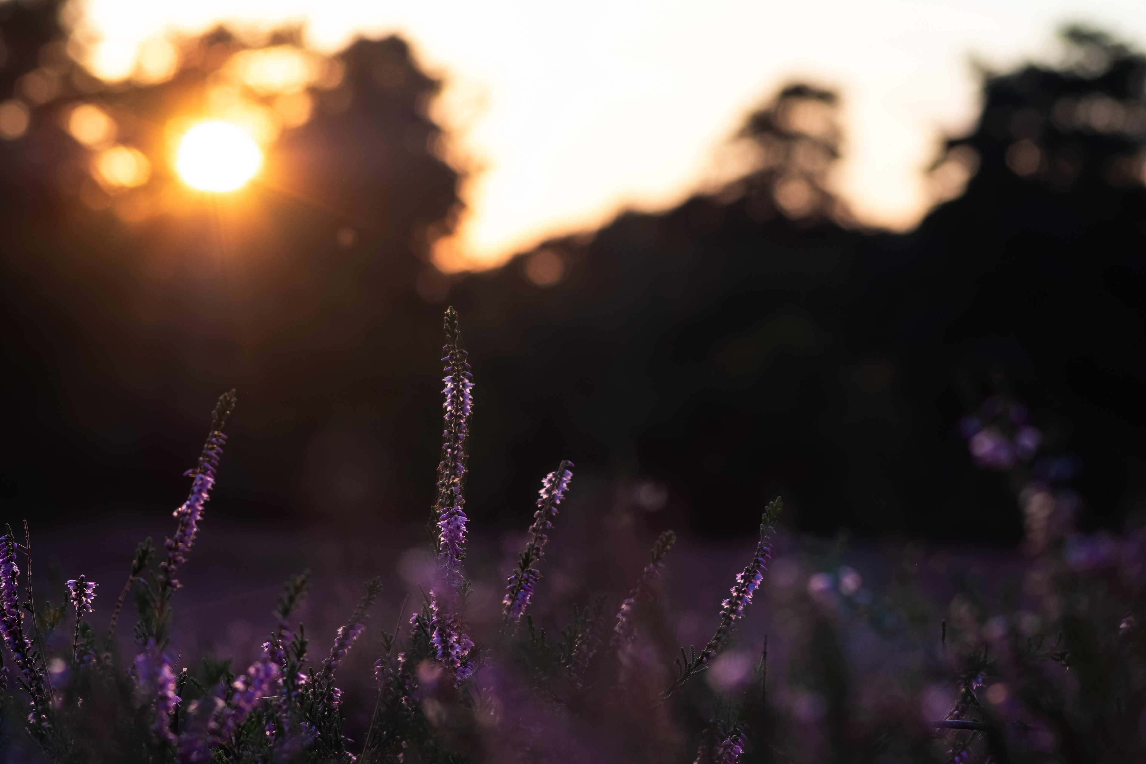 Sunset Heath