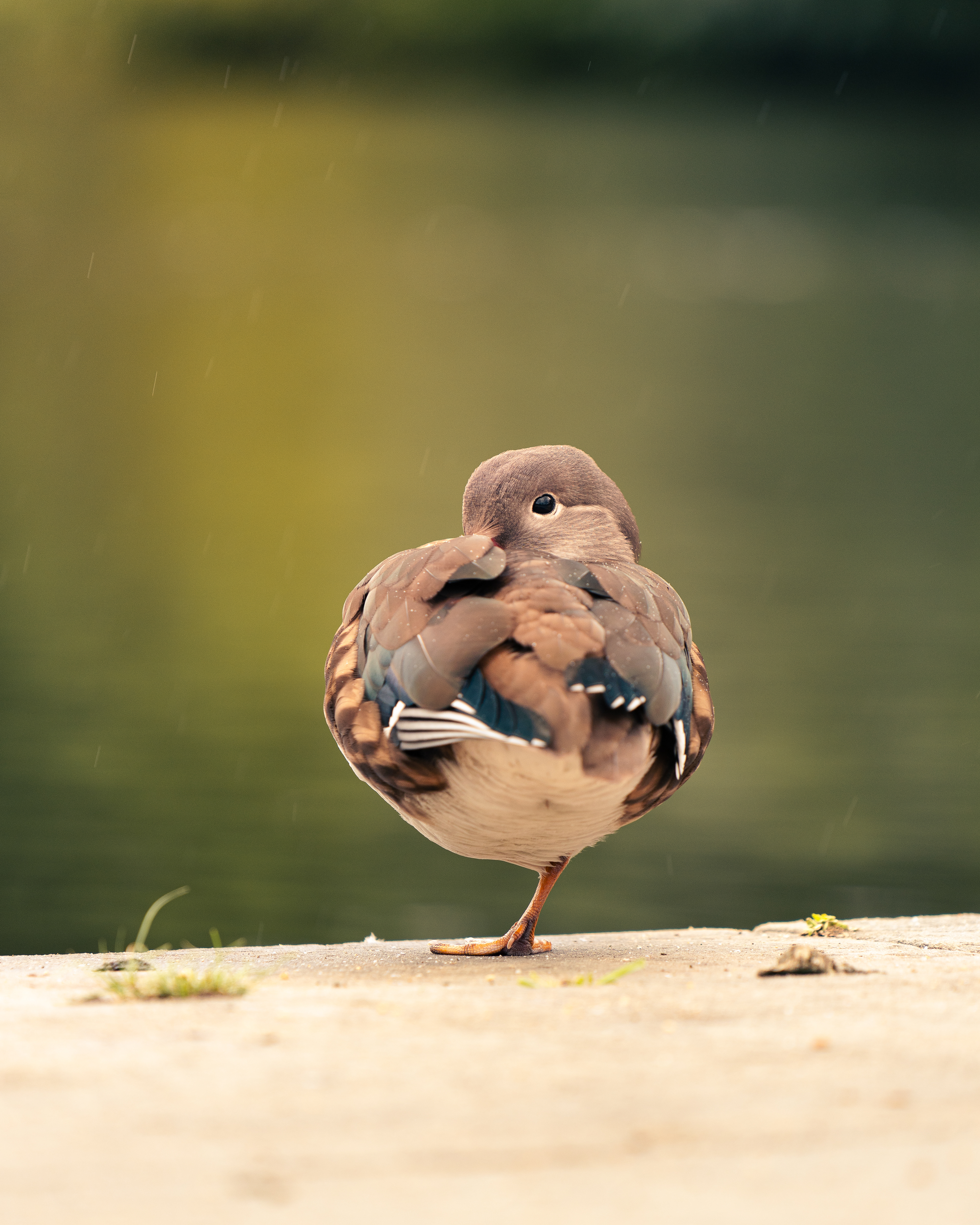 Mandarin Duck in Rain