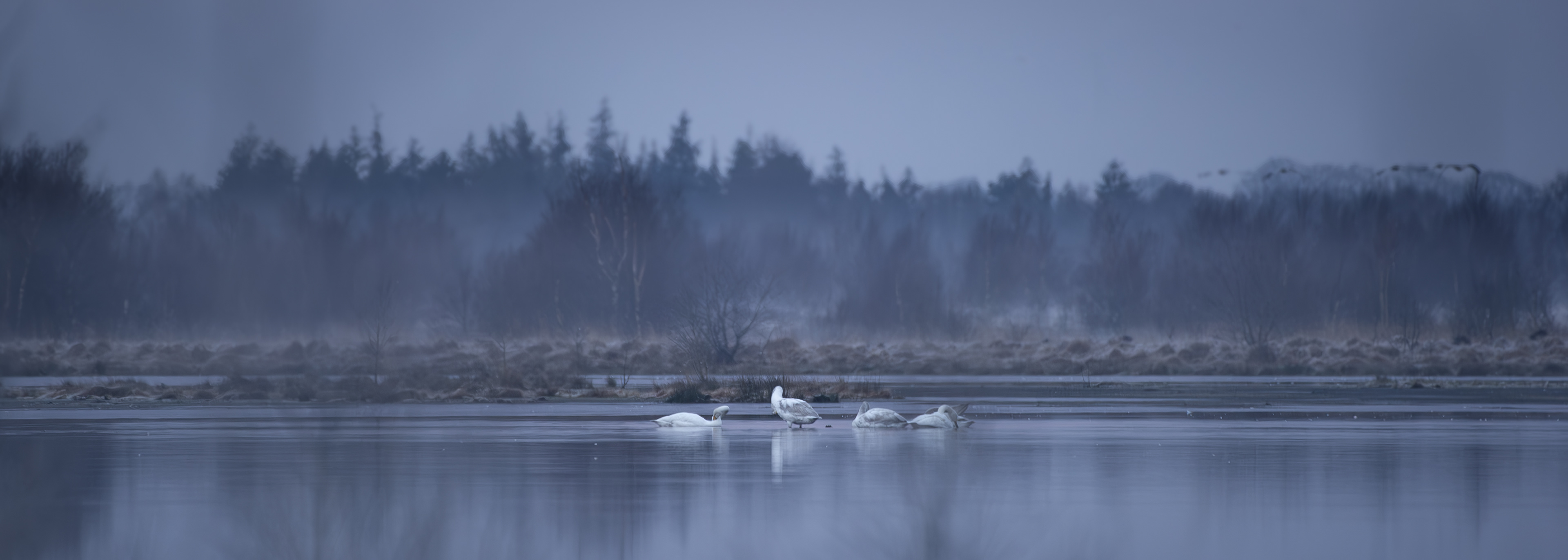 Dawn's Misty Swans