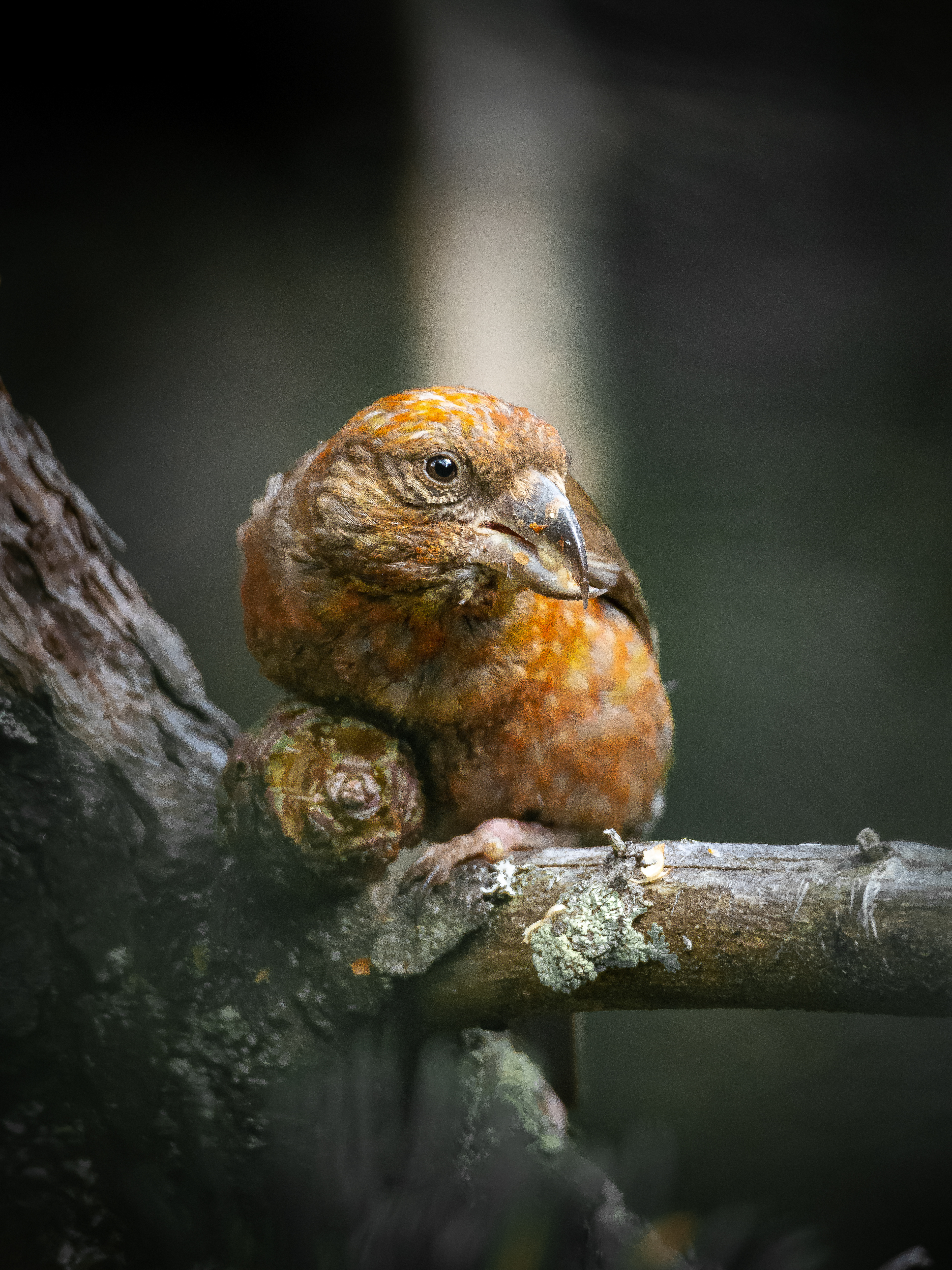 eating crossbill
