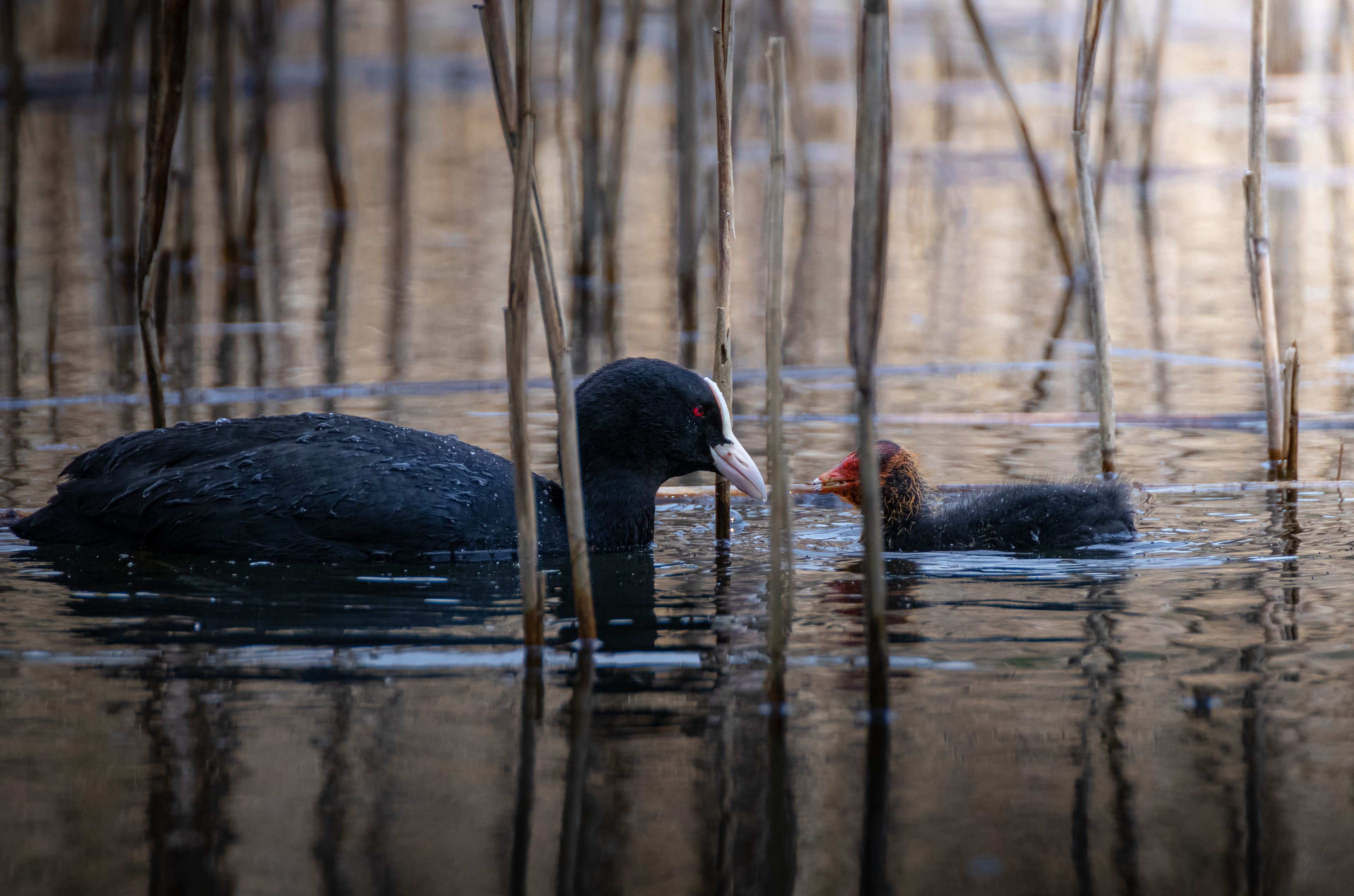 coot and chicks