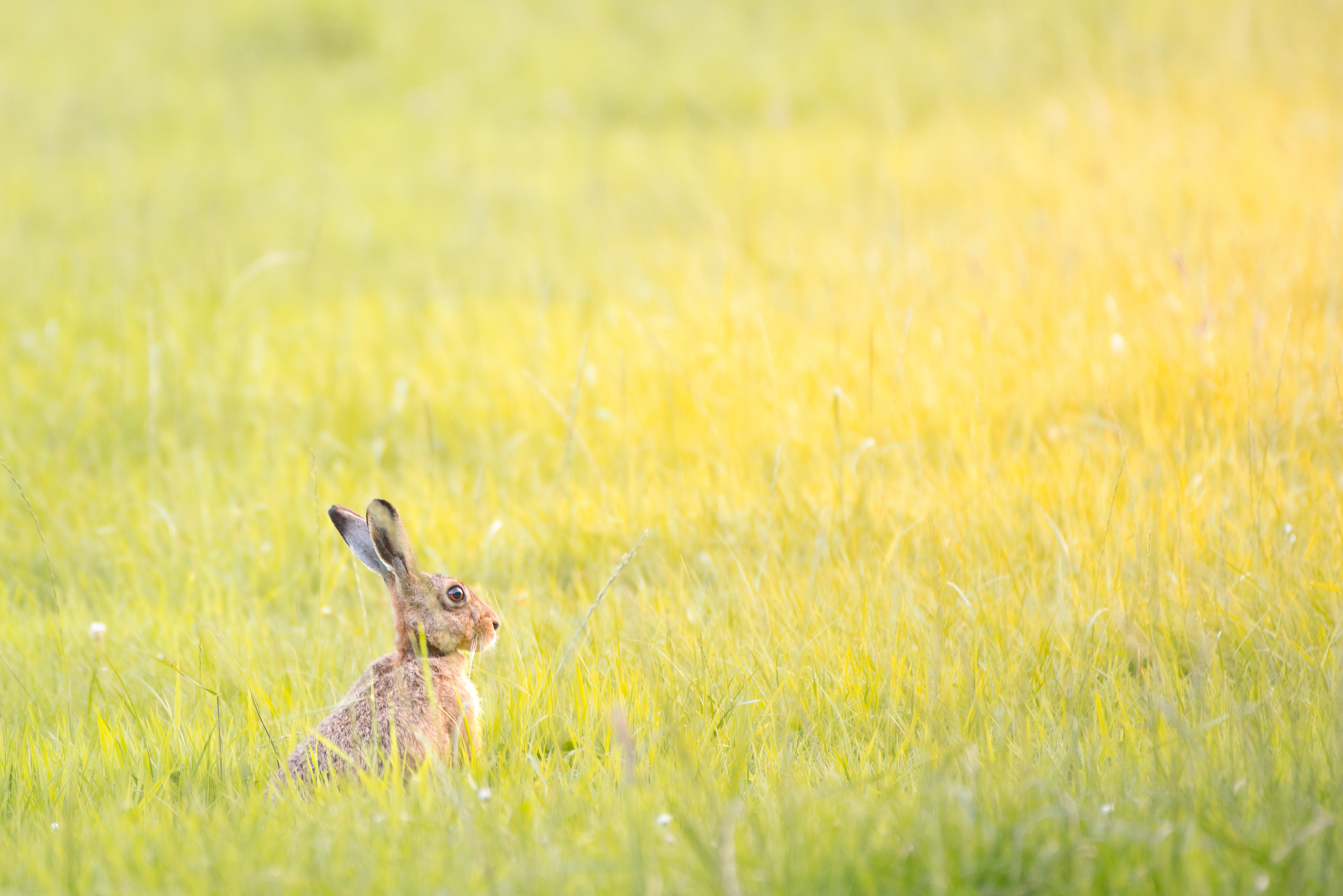 hare at sunset