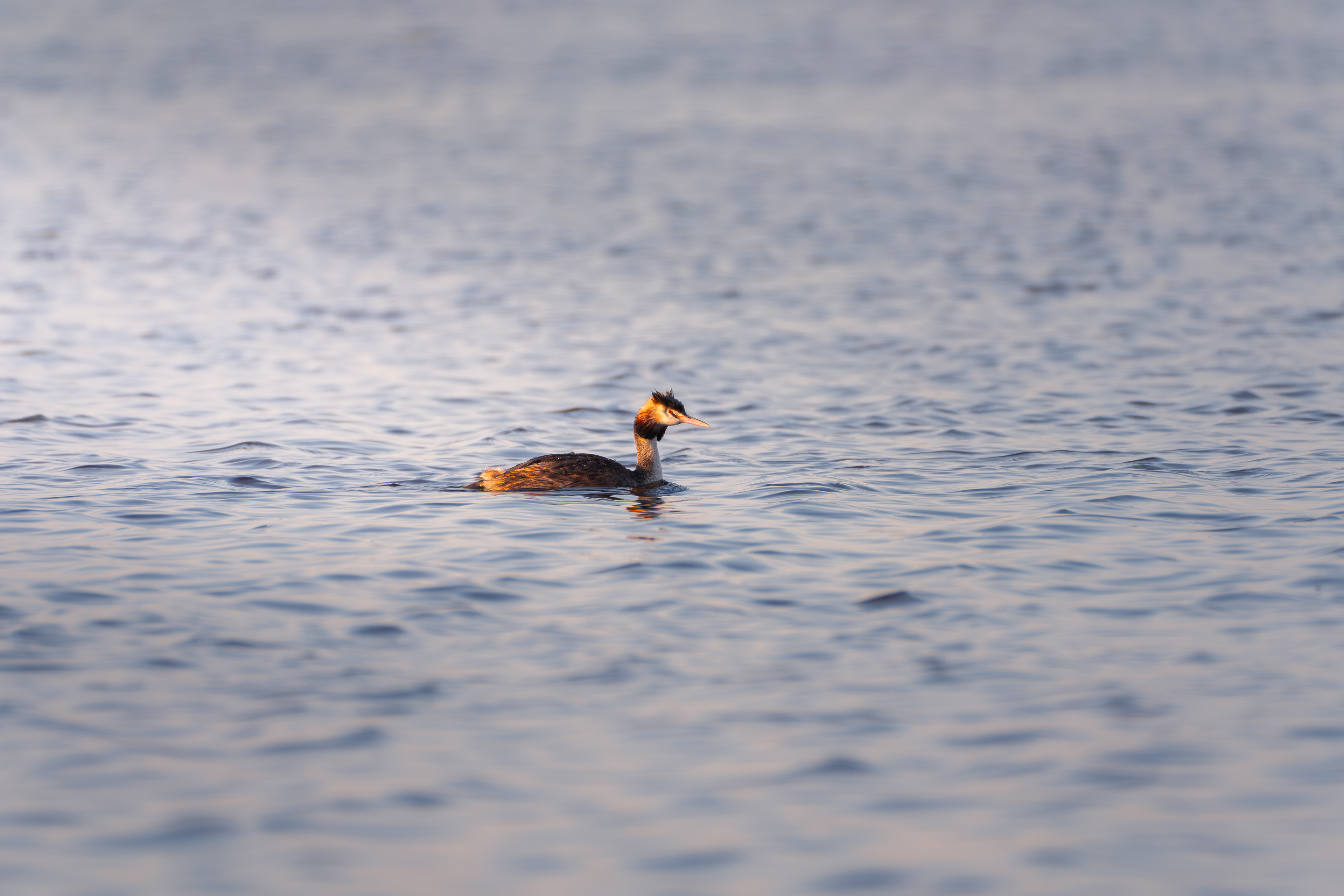 grebe sunrise