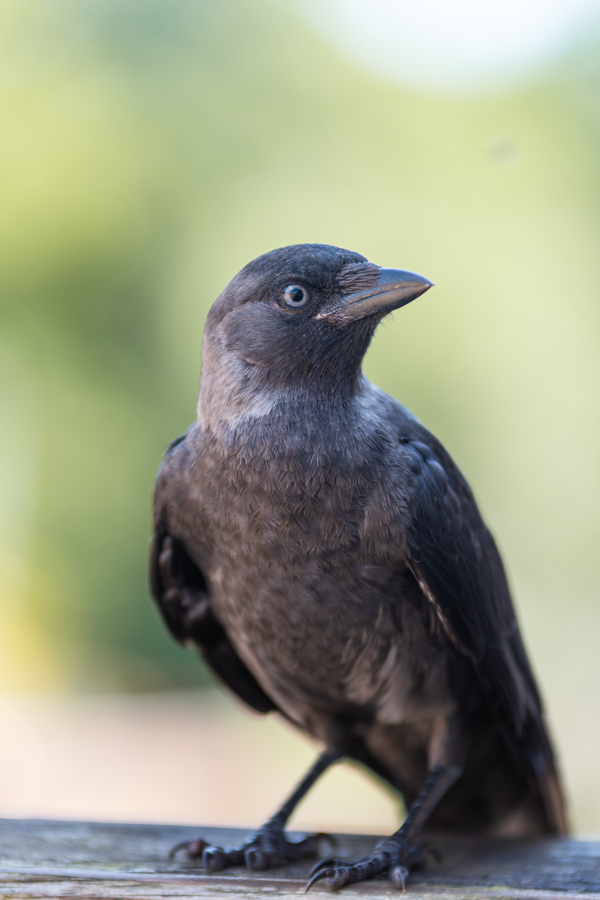 Bird Portrait 3: jackdaw