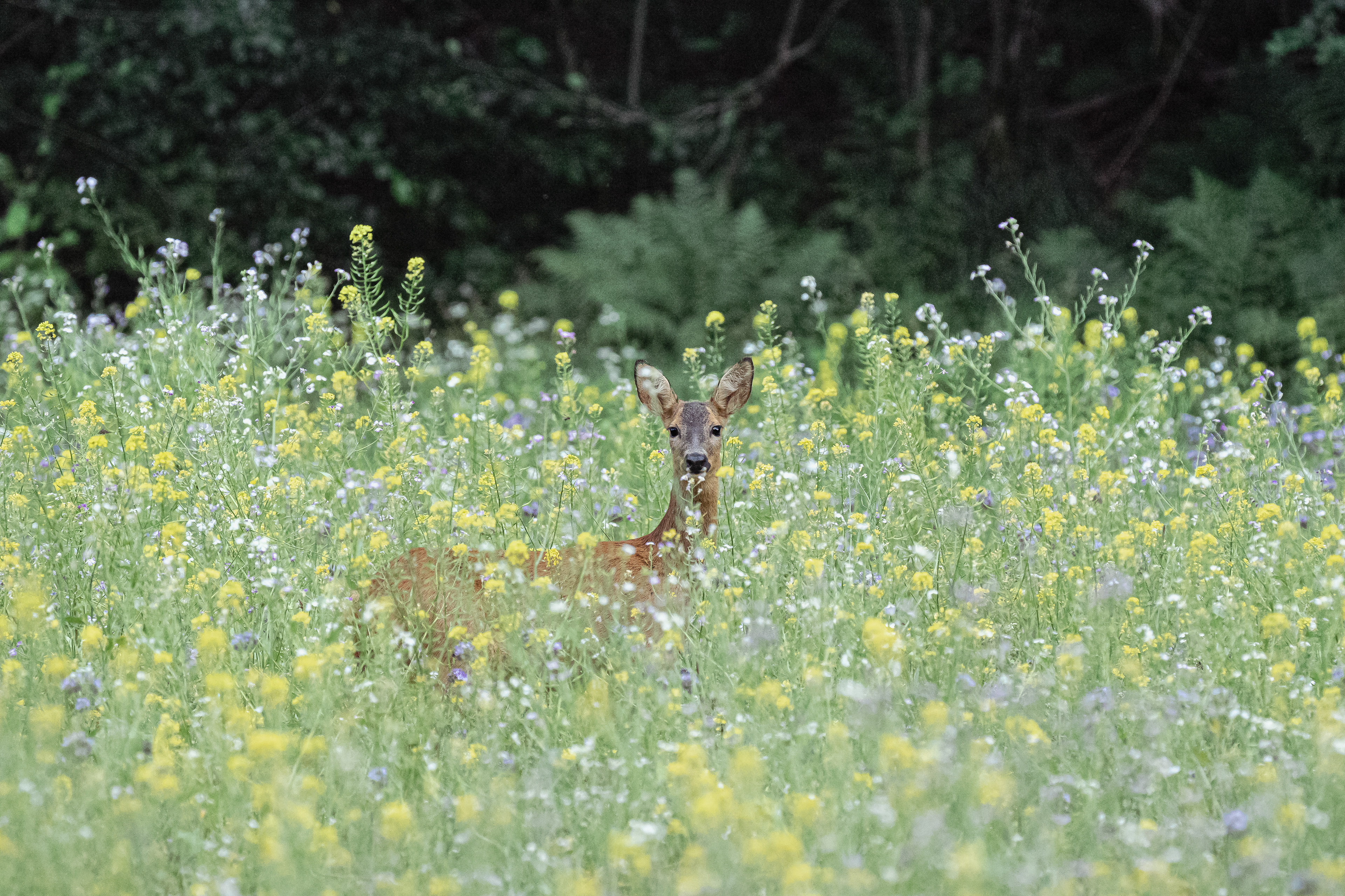 deer in the flower field