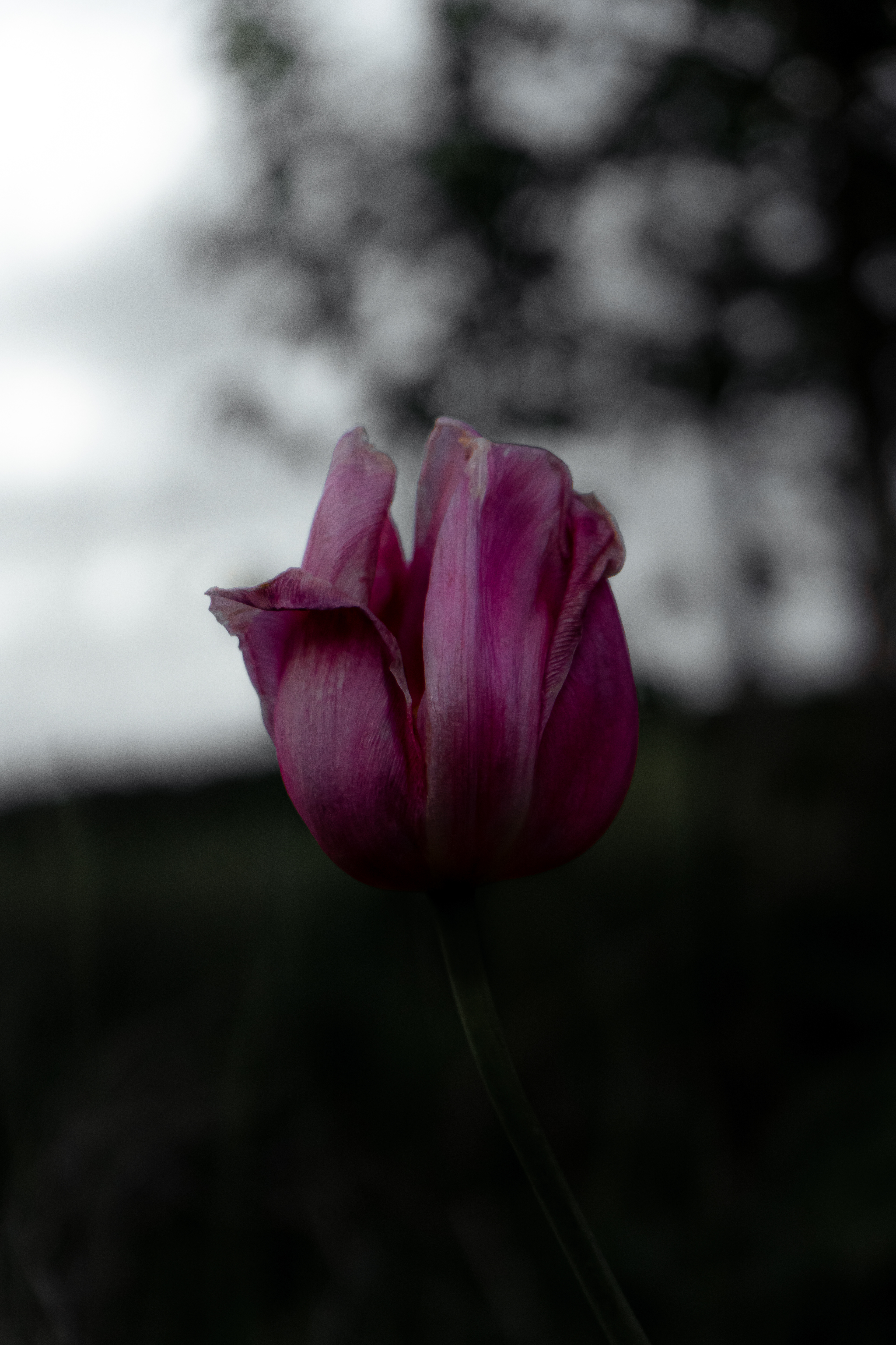Tulpe Dark