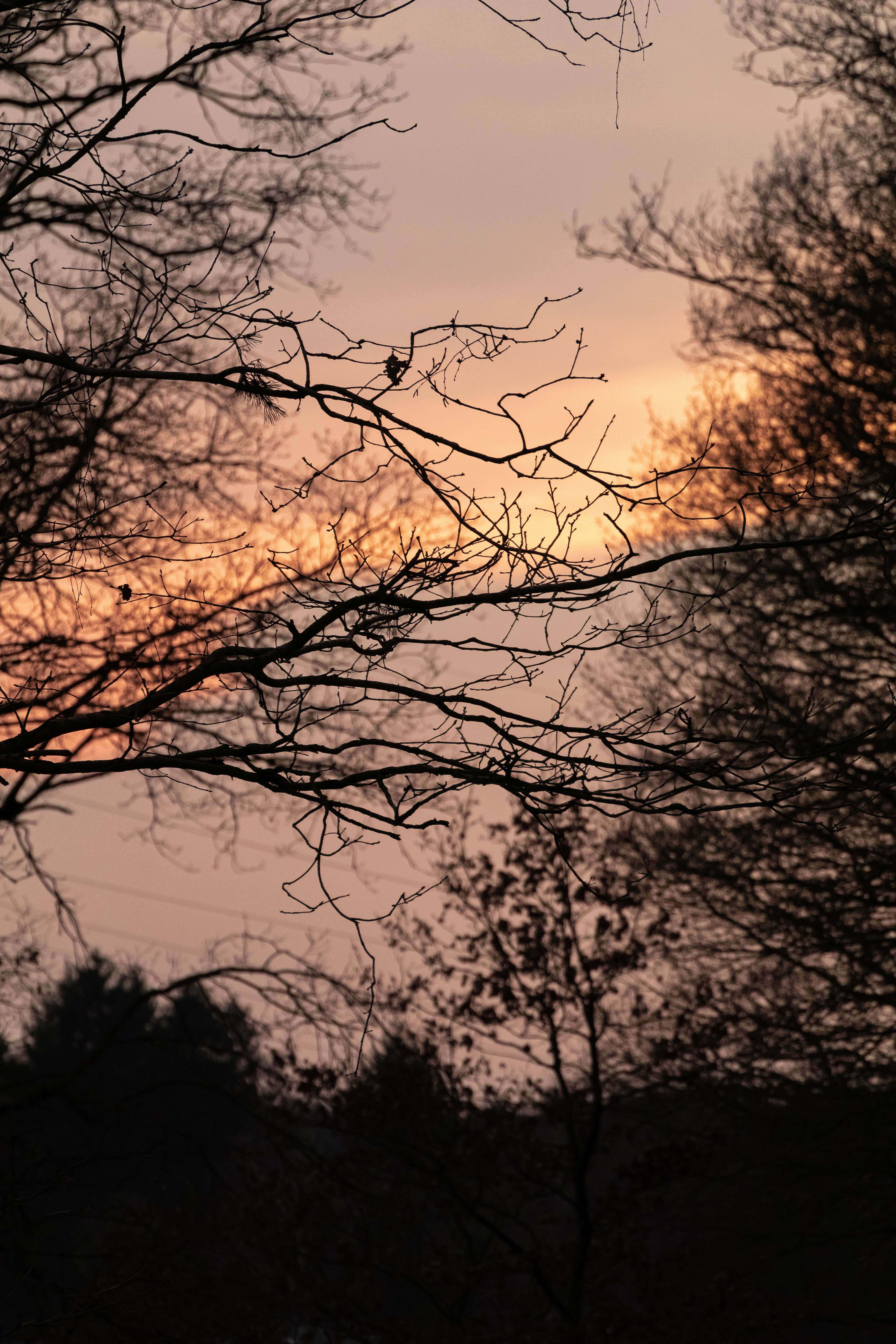 Himmel mit Ästen
