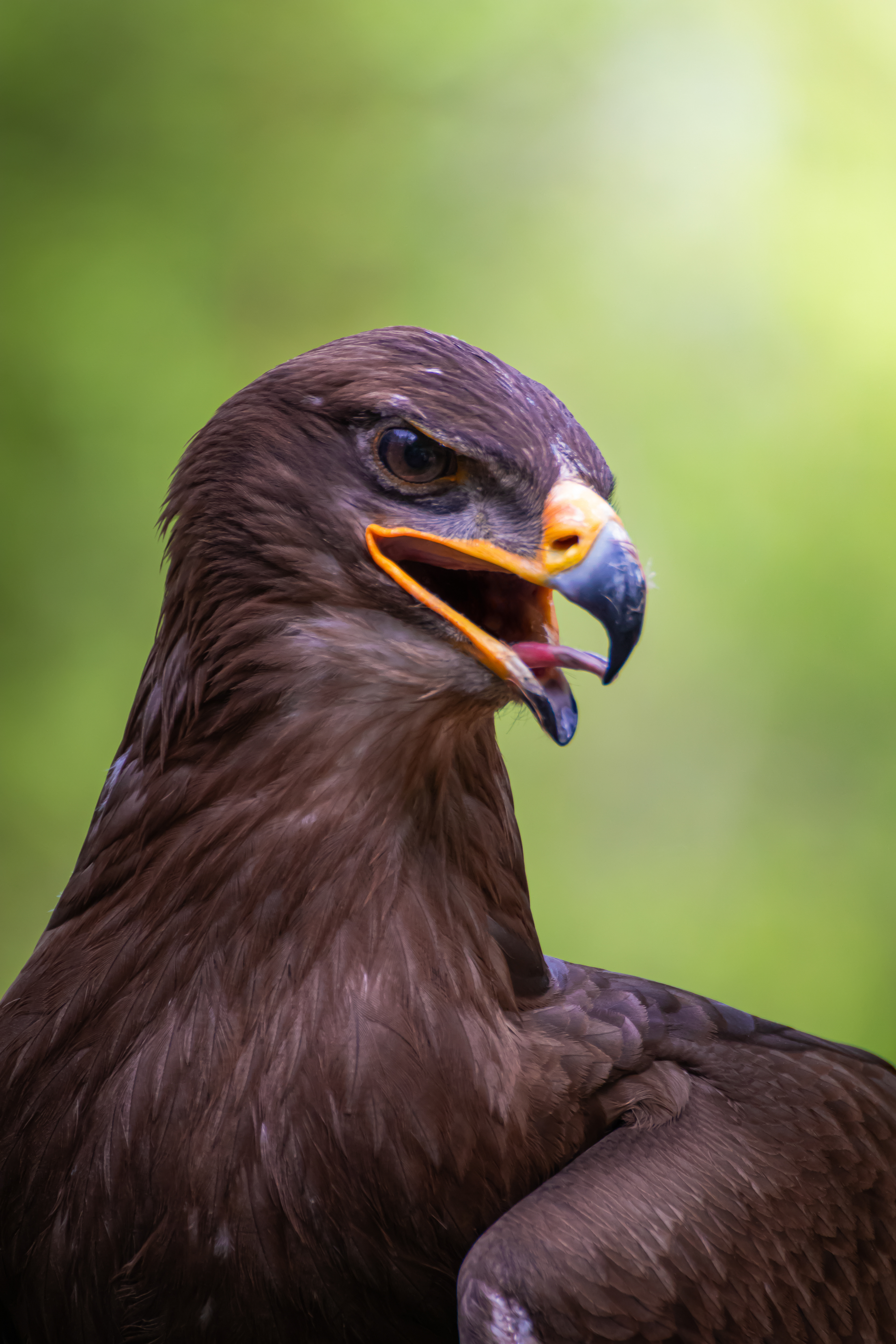 steppe eagle