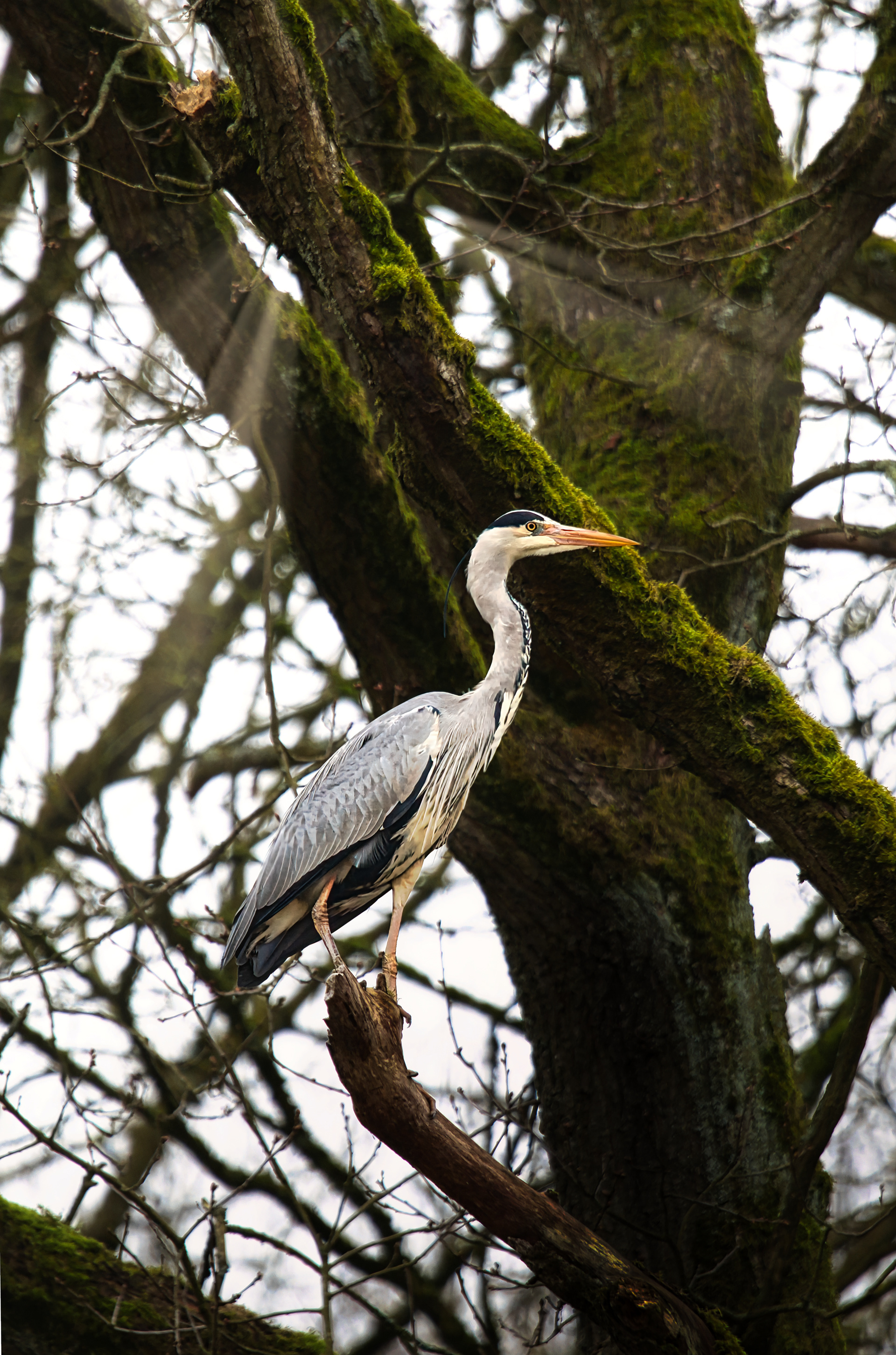 gray heron in shine