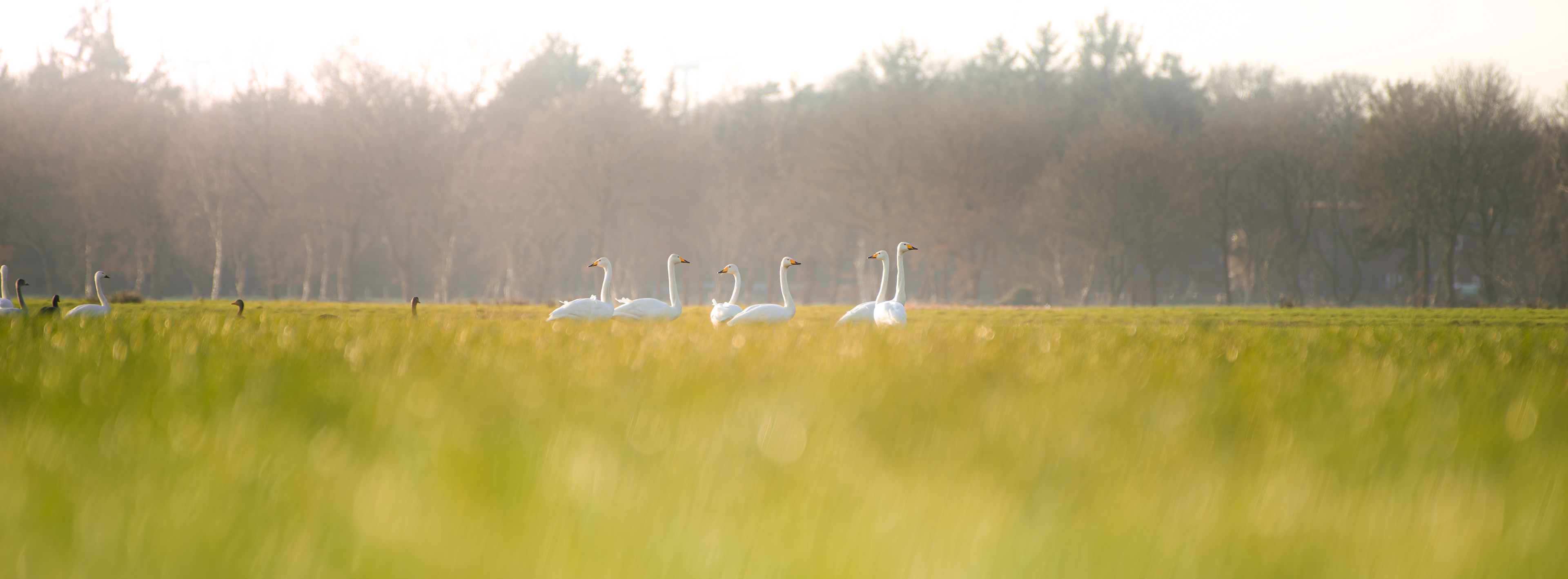 Sunset Meadow Swans