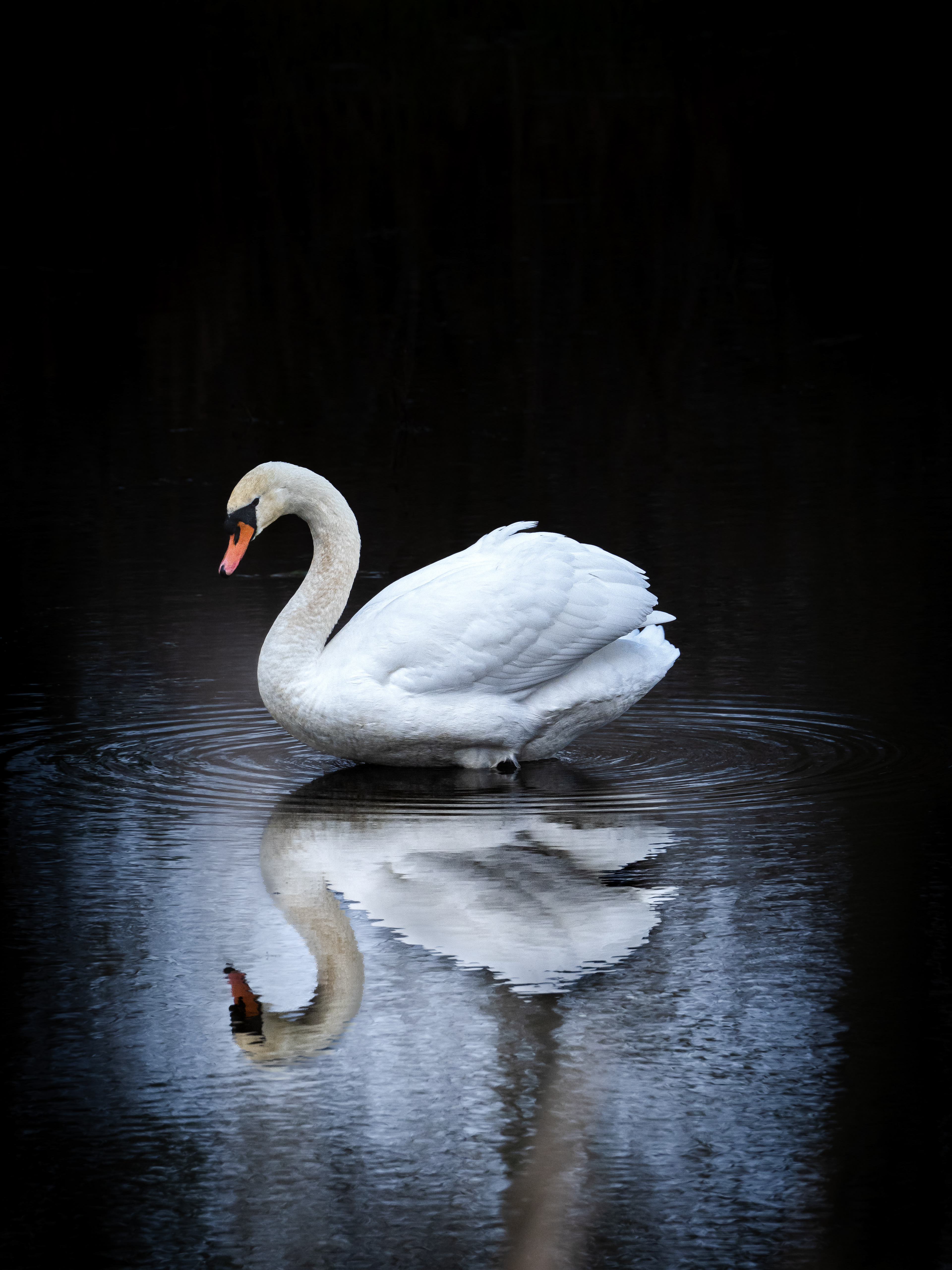 Mirroring Swan