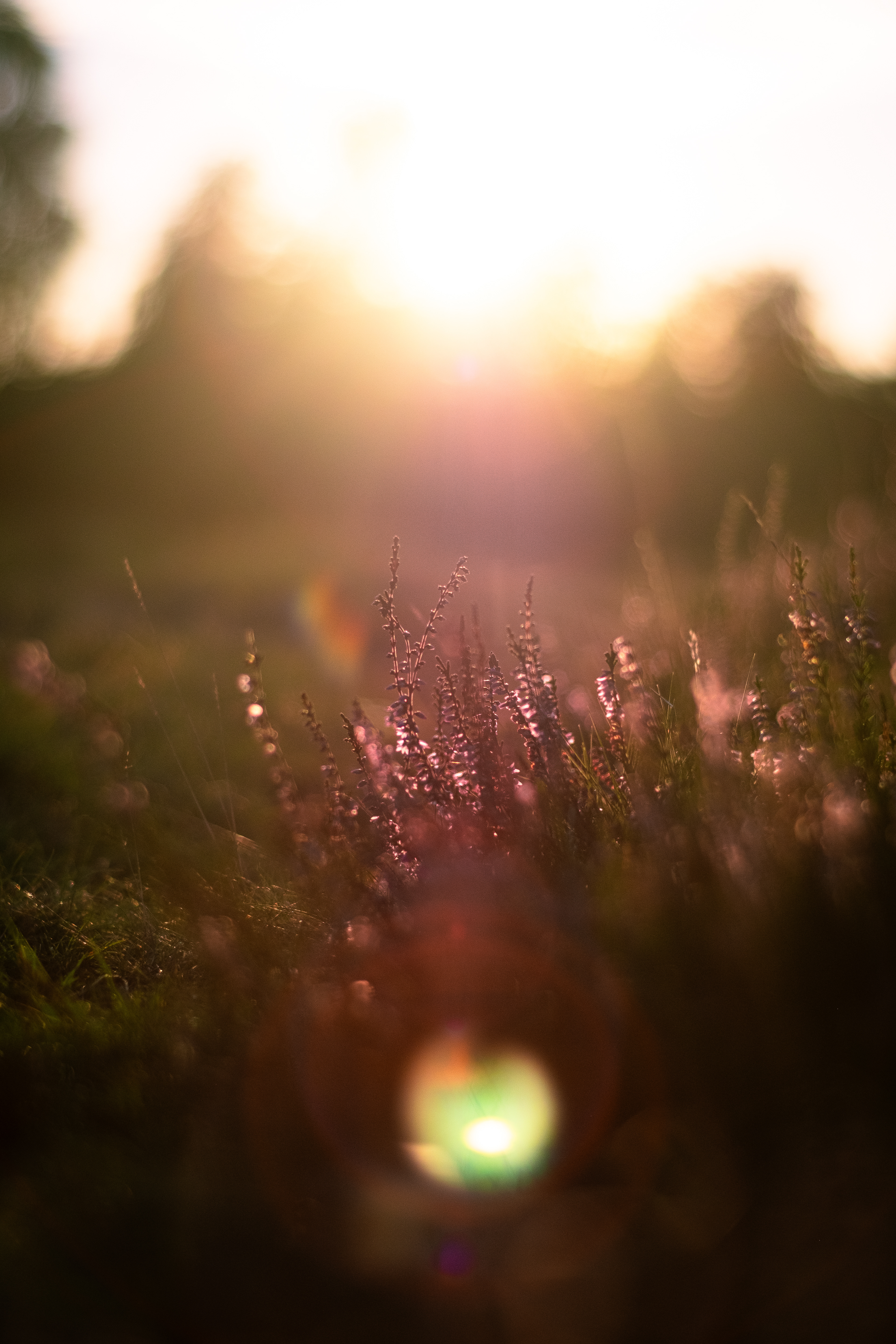 Moody Heath