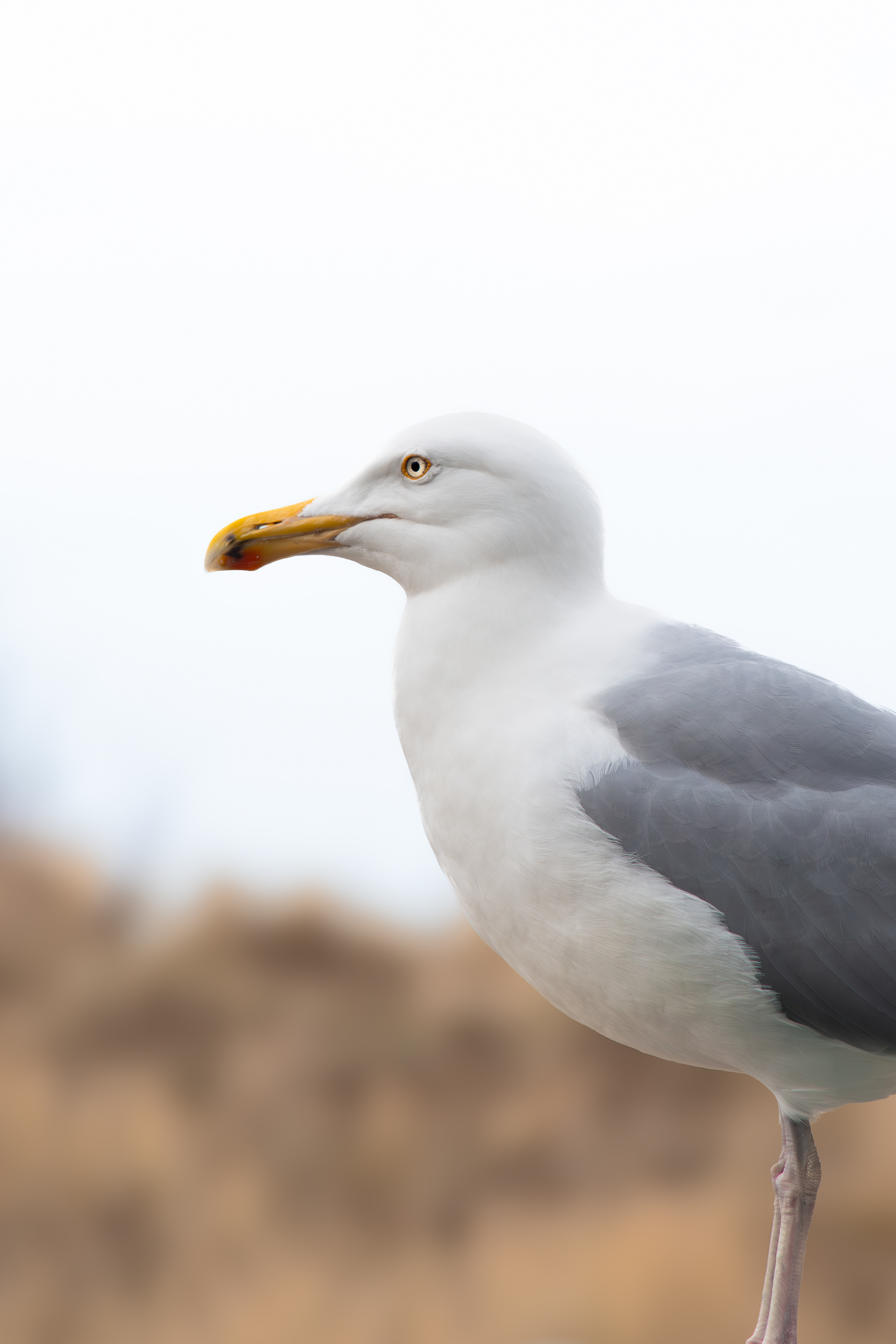 Bird Portrait 2: Herring Gull