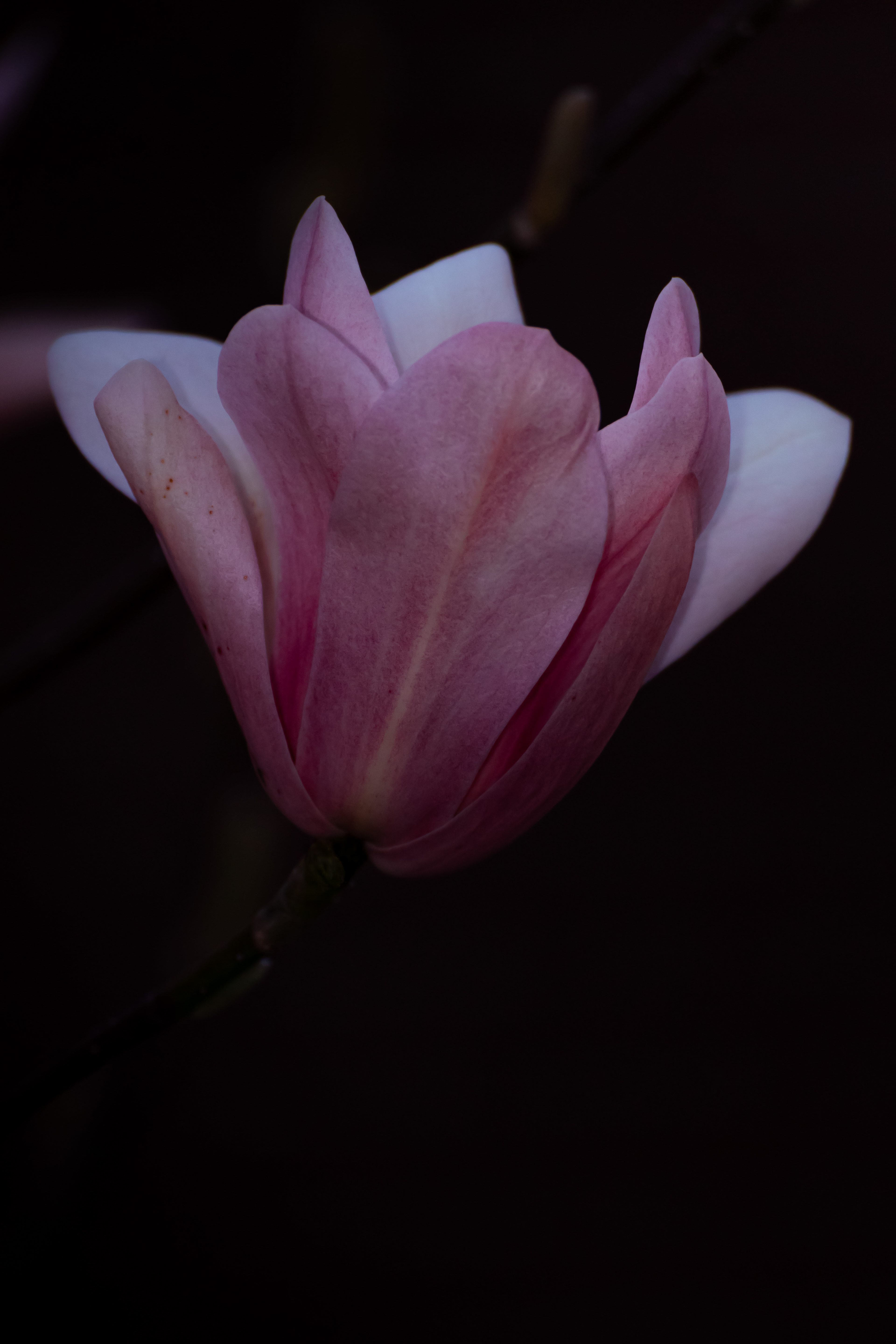 Pink Flower