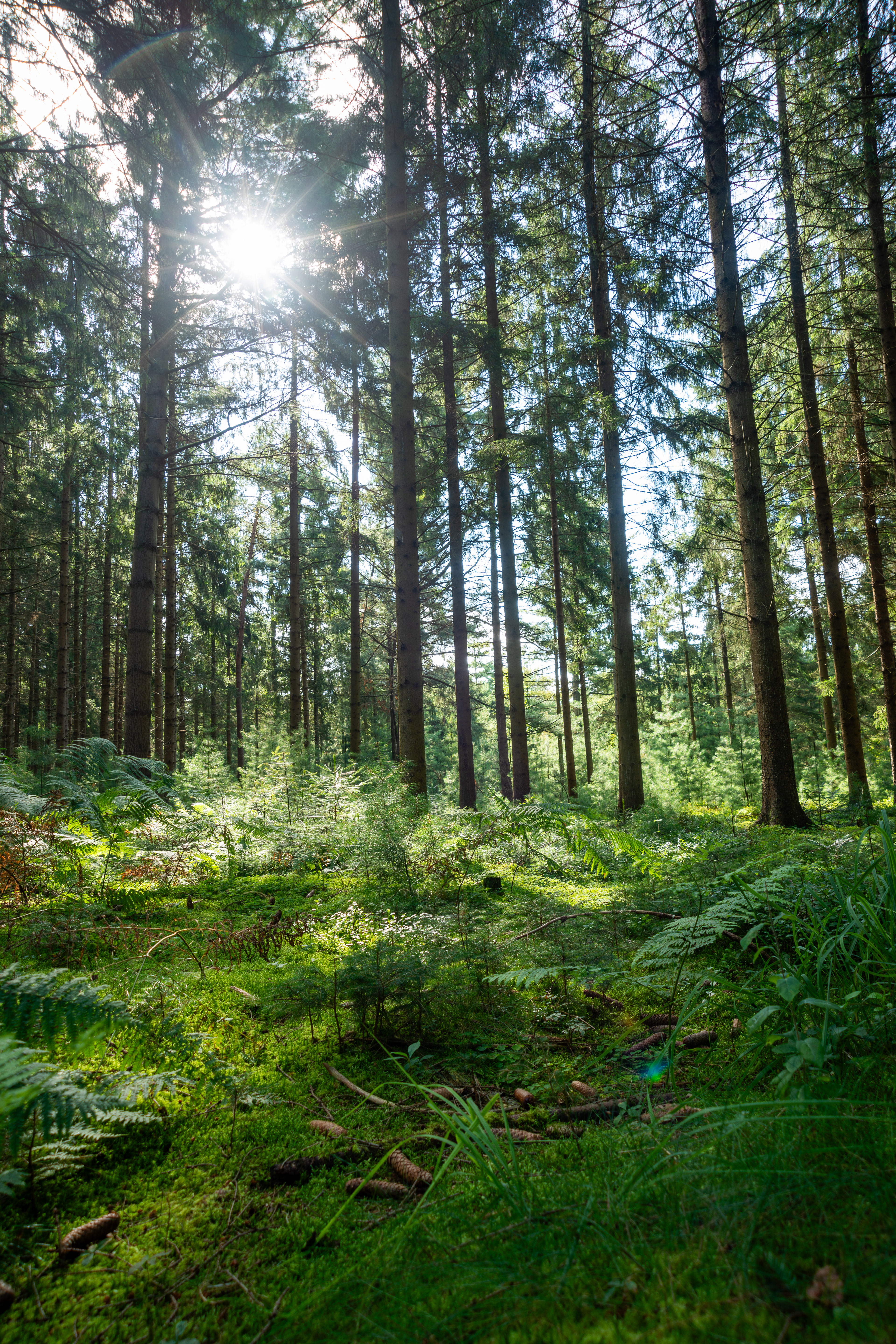 Shiny forrest