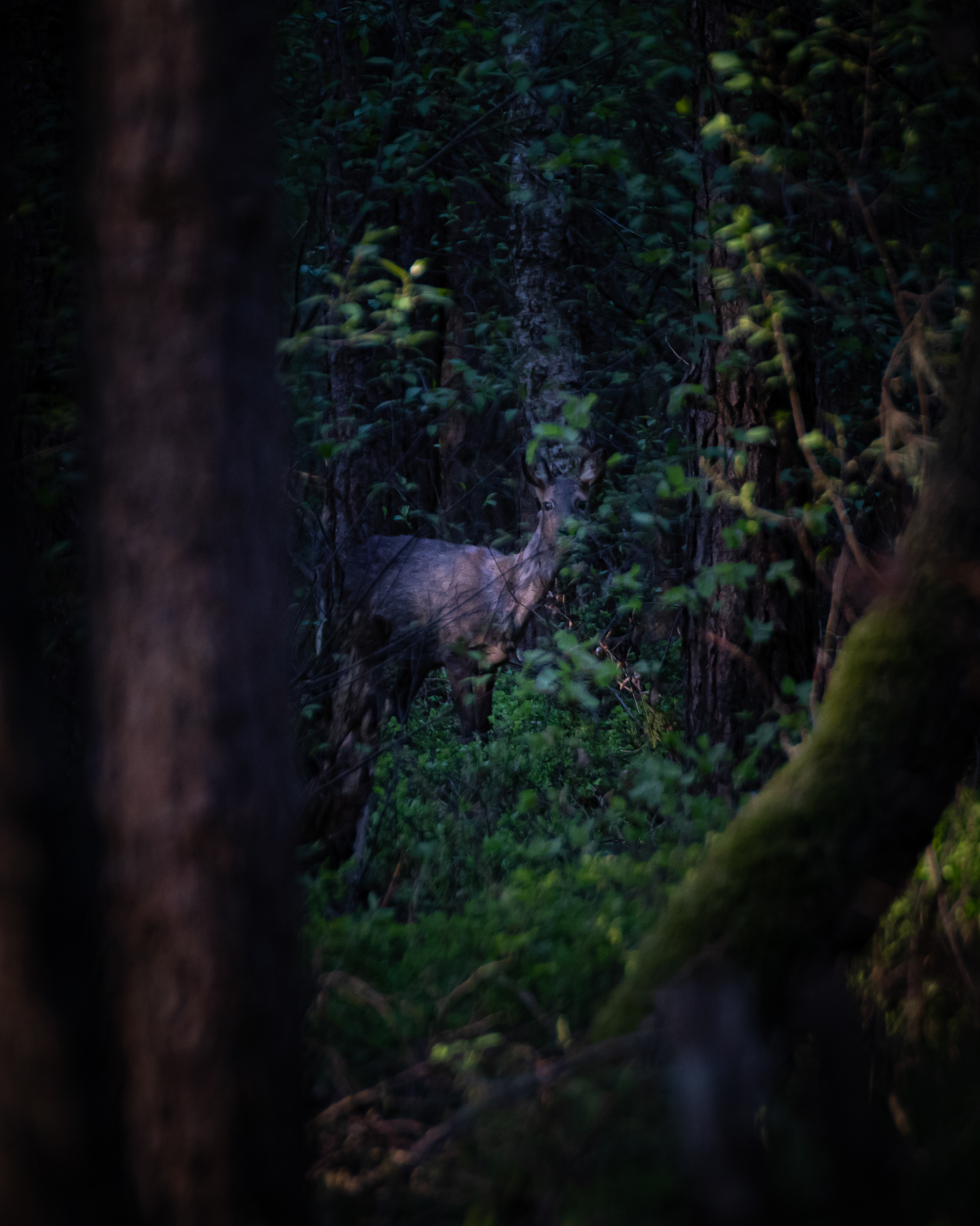 deer in the forest