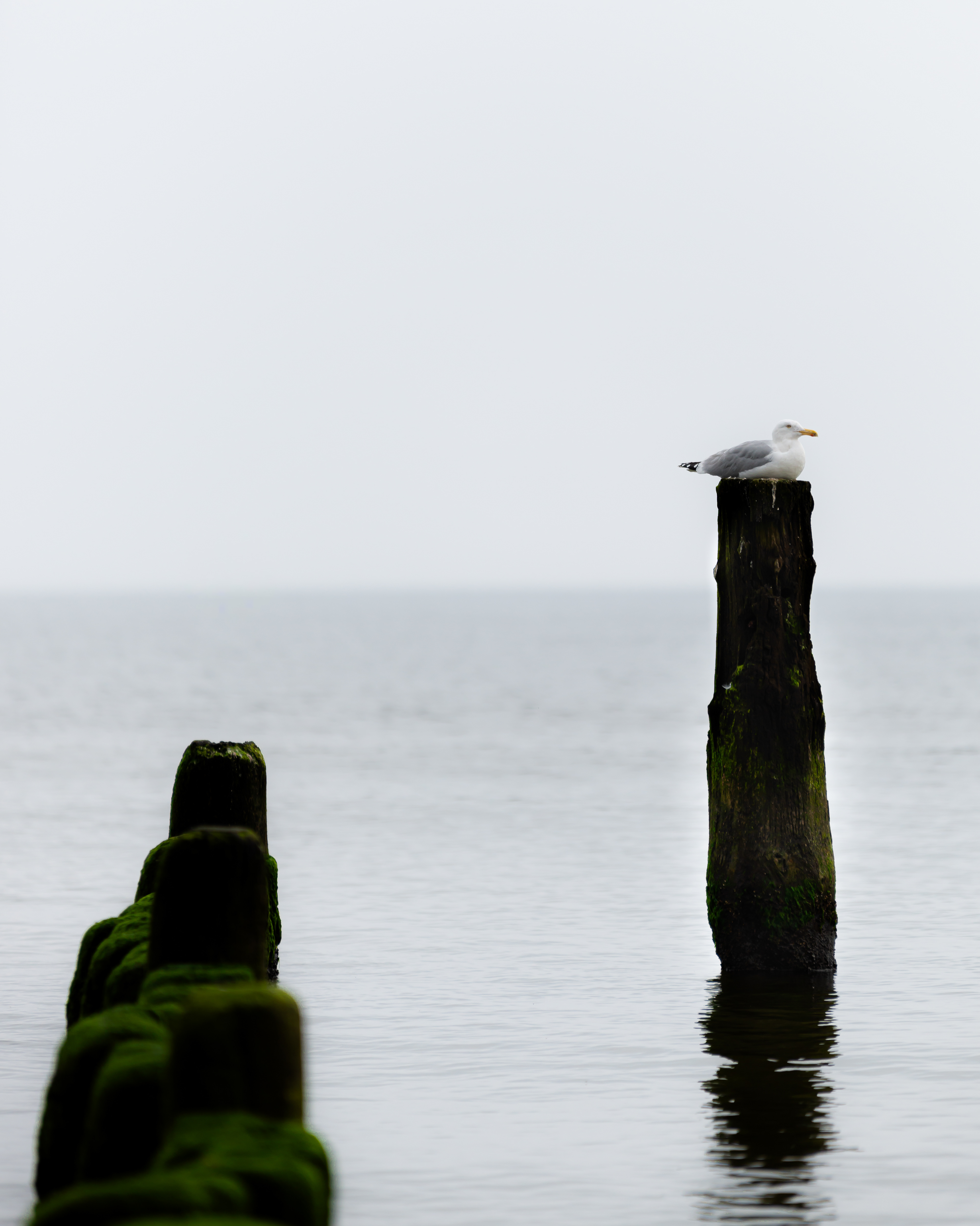 Herring gull breeding