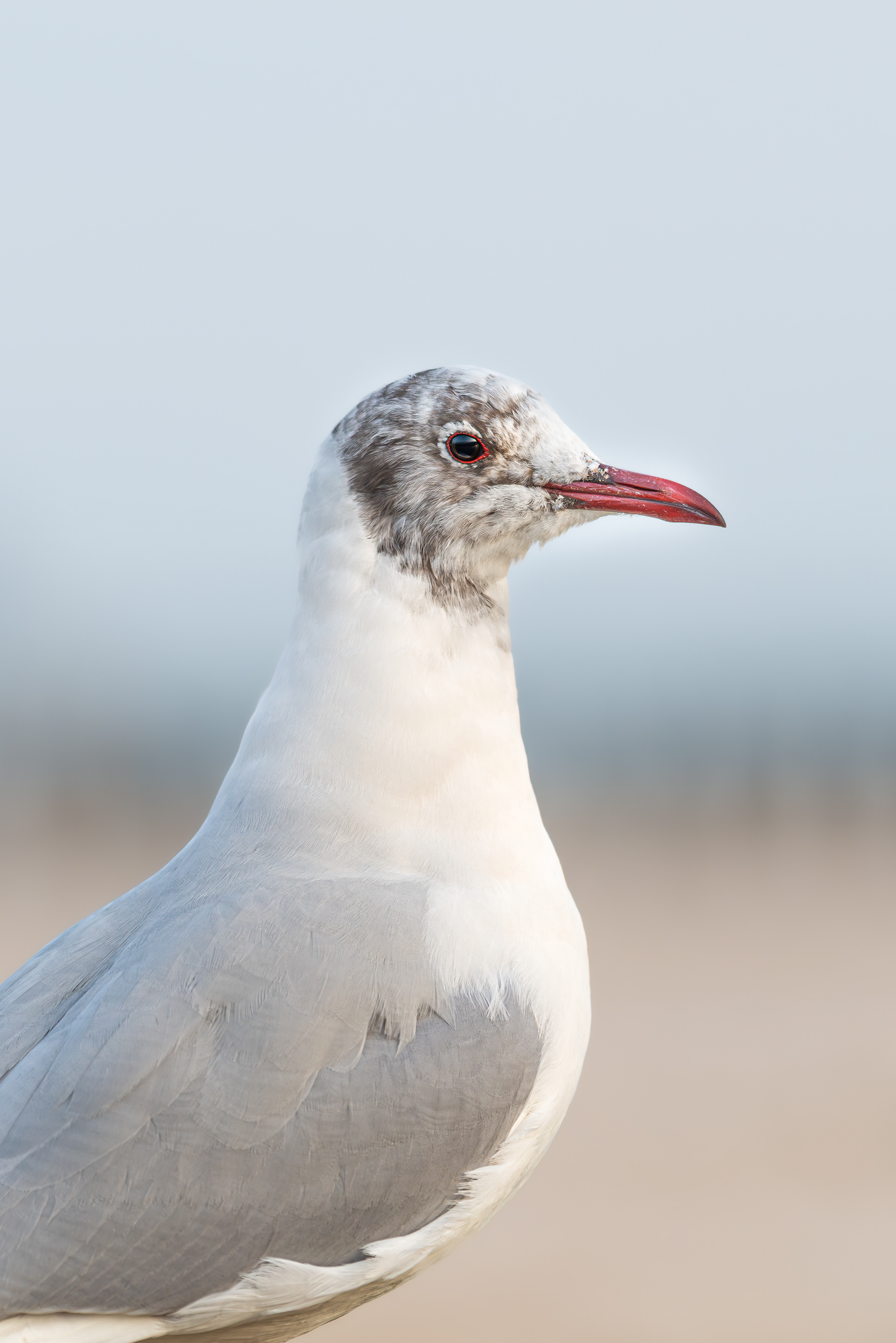 Bird Portrait 1: Black-headed Gull