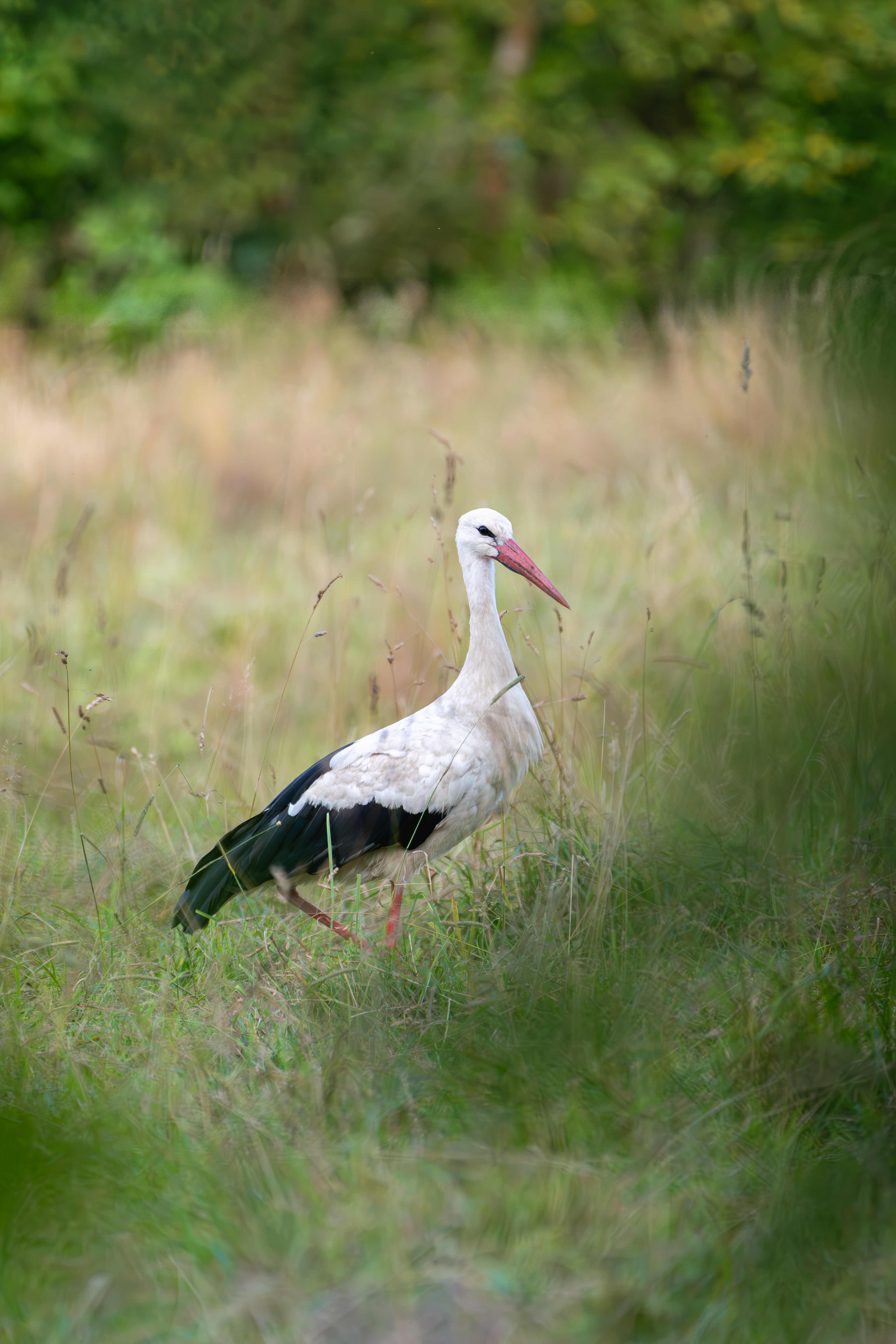 Stork all alone