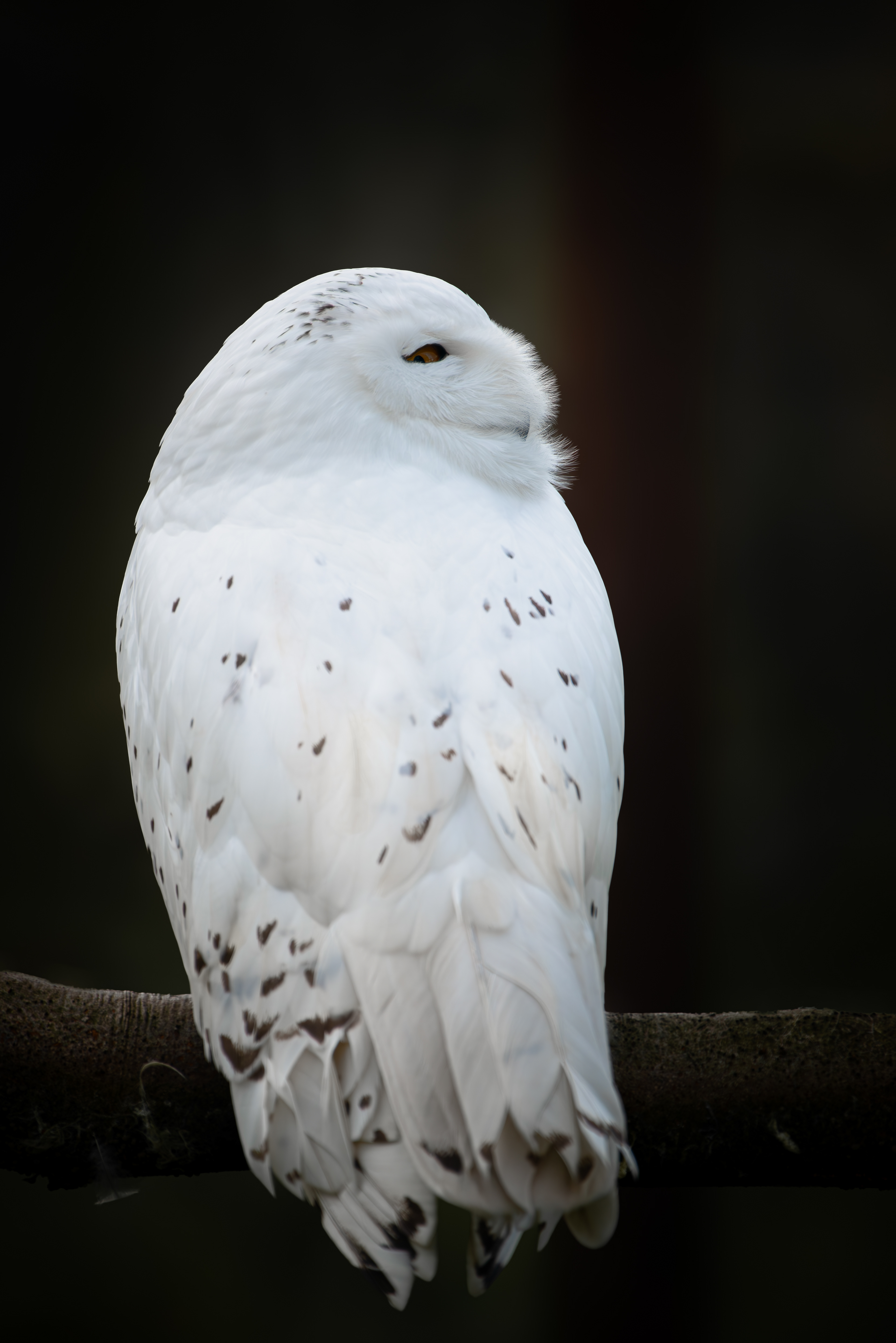 sleepy snowy owl